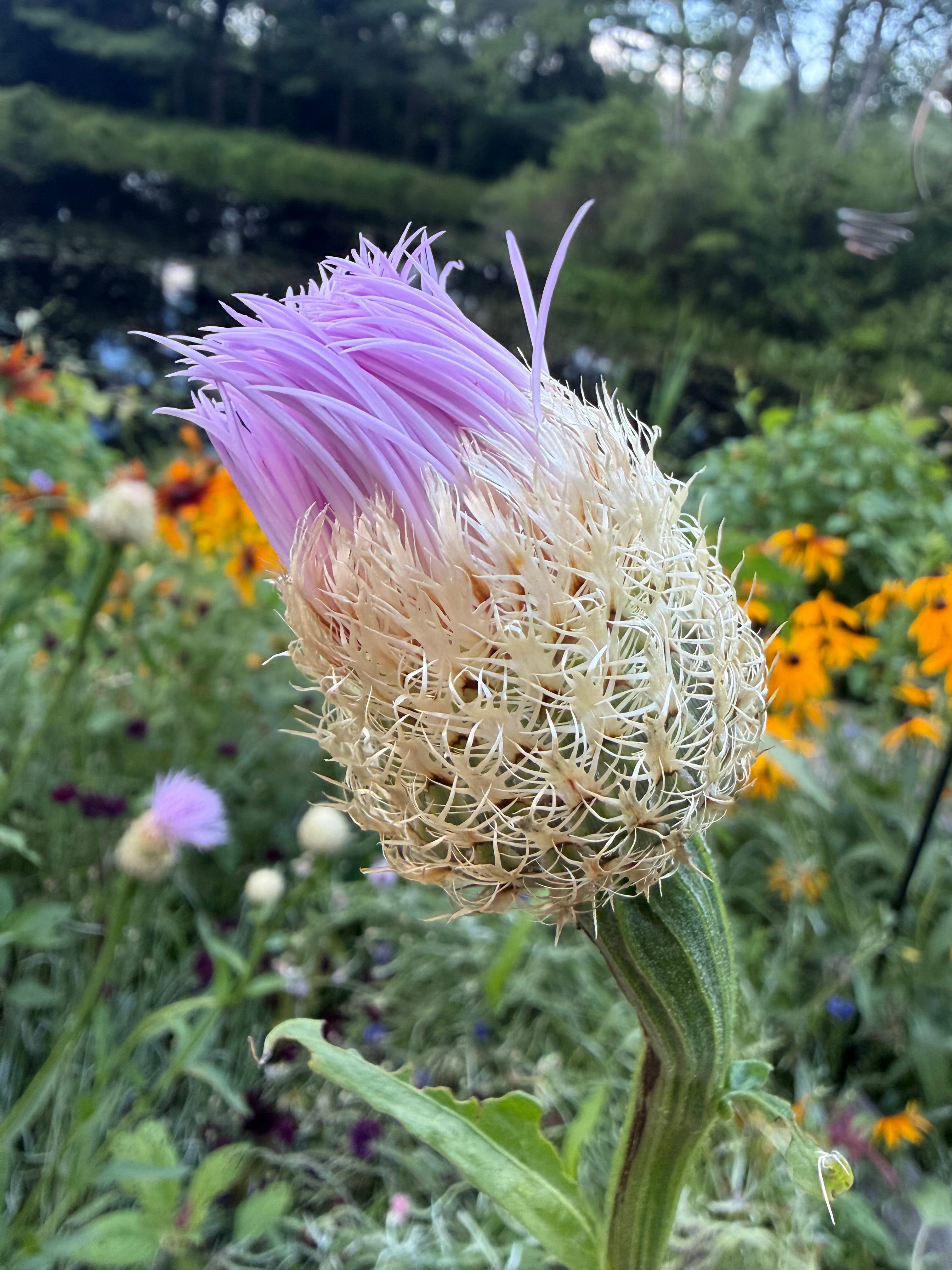 American Basket Flower Seeds (Centaurea americana)