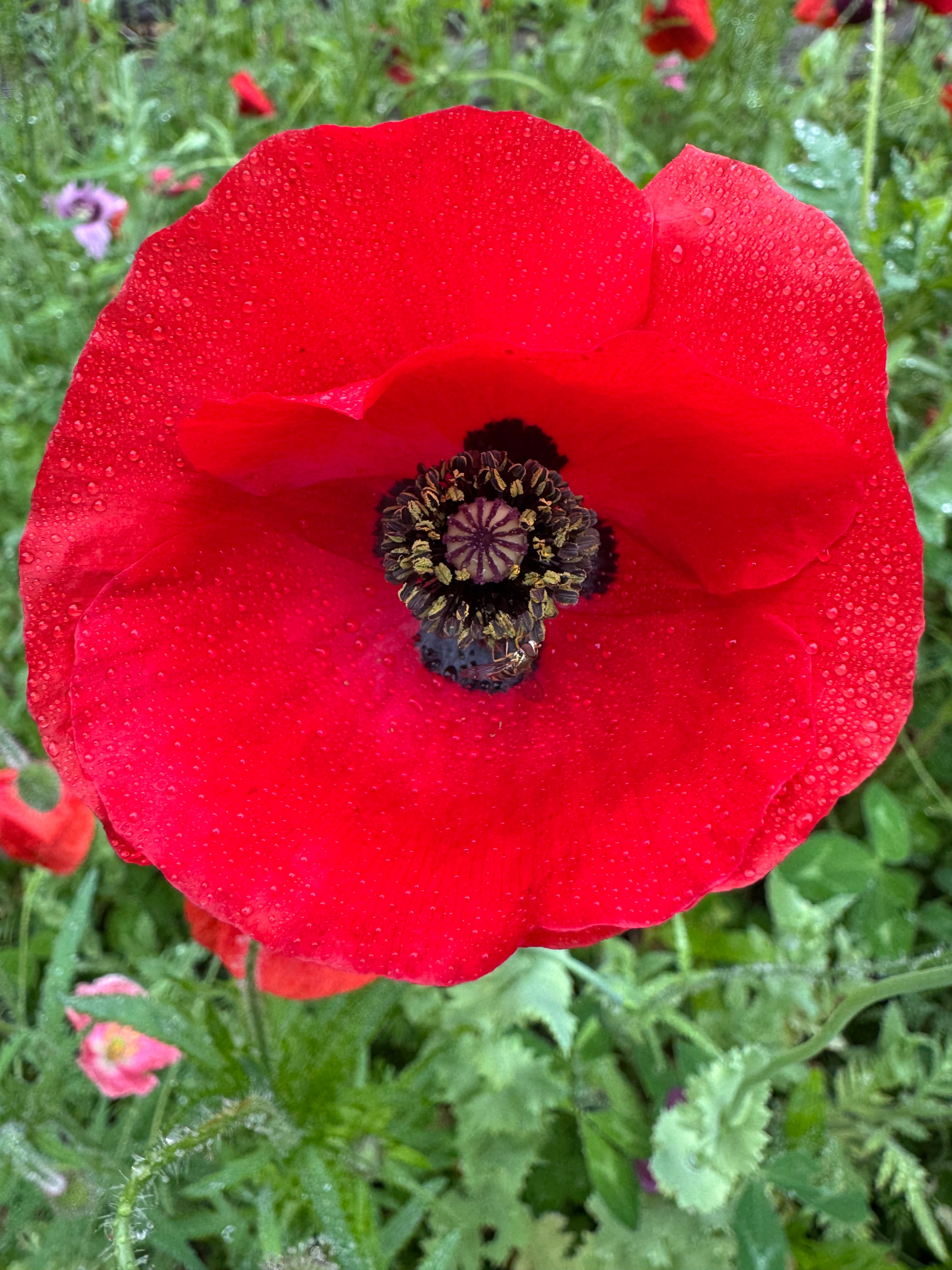 Mixed Poppy Seeds — Random Variety Blend