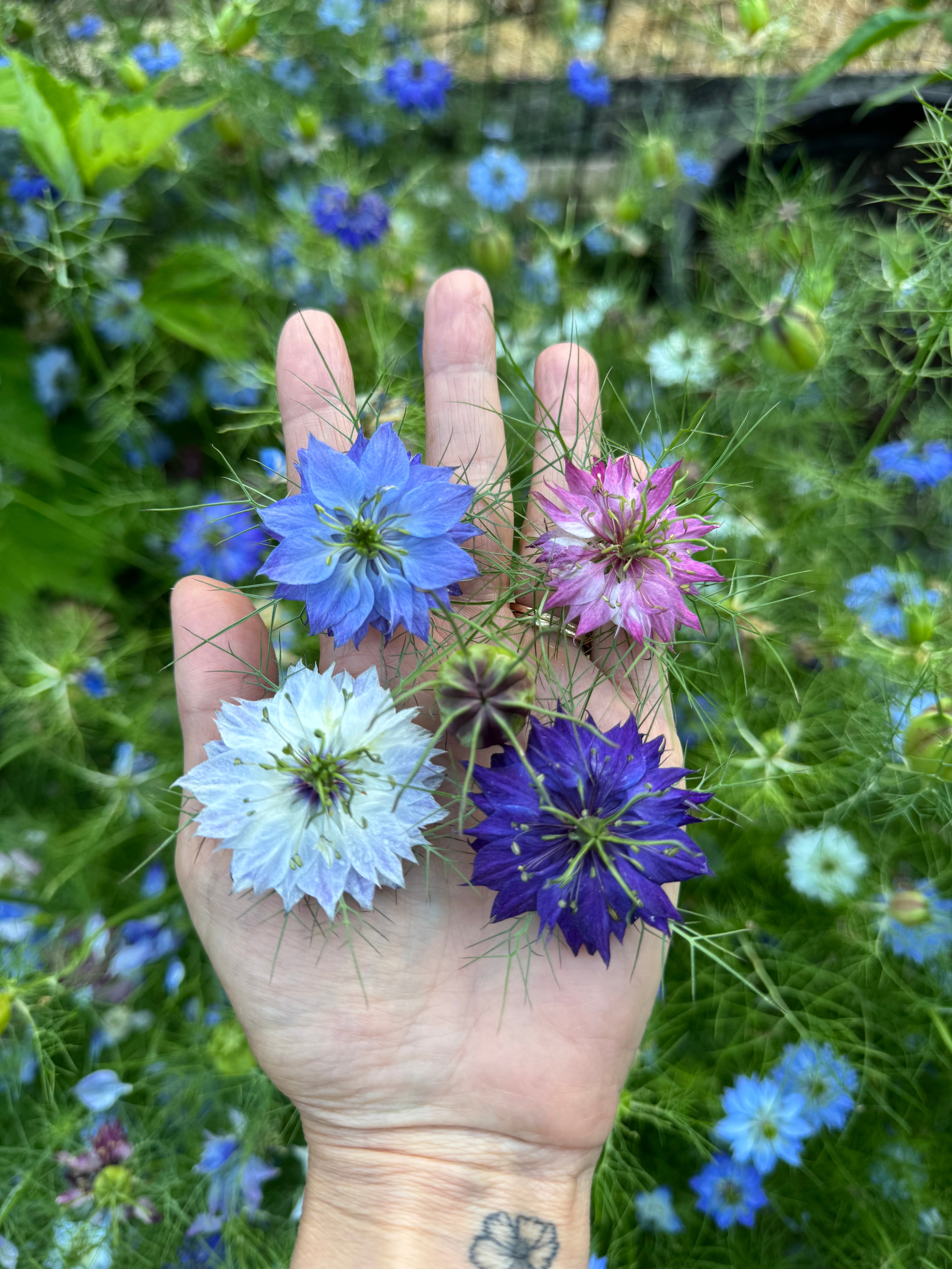 Nigella (Love-in-a-Mist) Seeds –  Annual Flower, Cottage Garden & Container Friendly (100 Seeds)