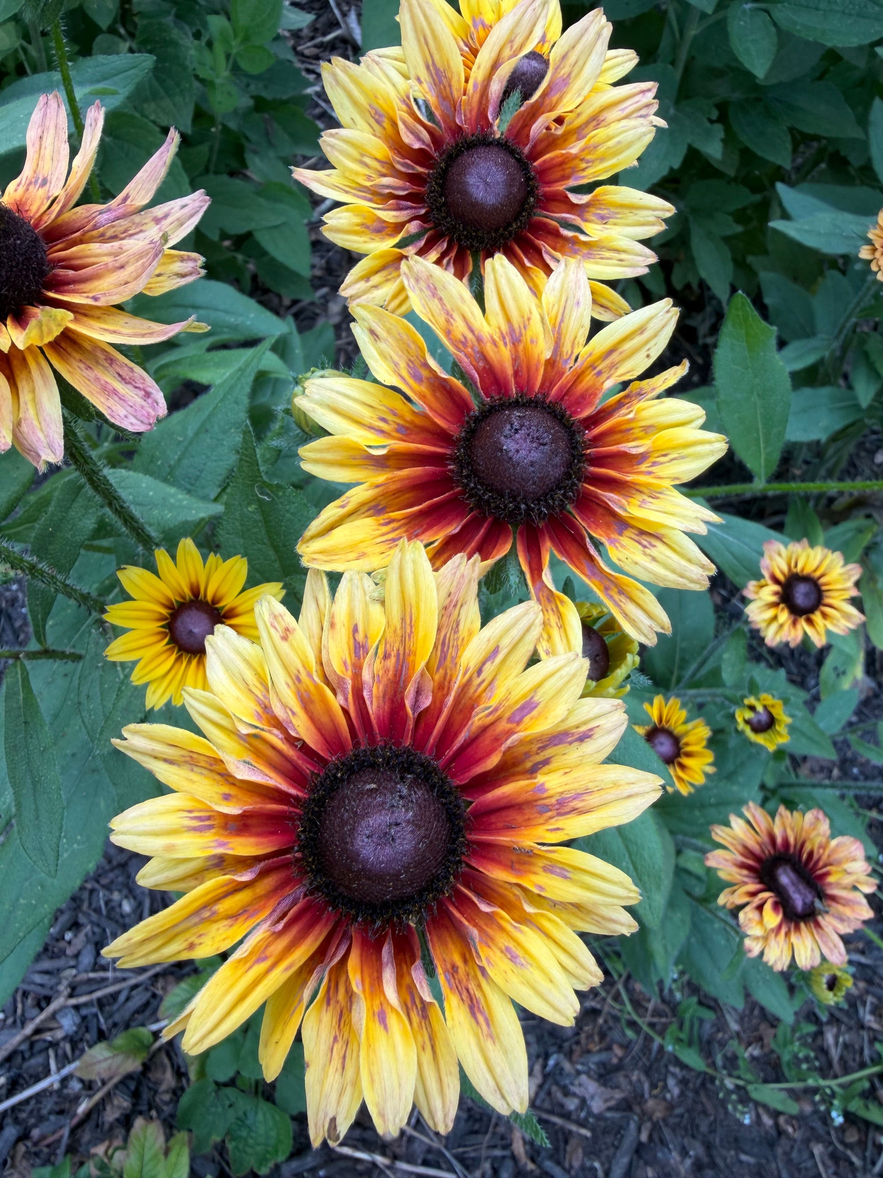 Rudbeckia ‘Sahara’ – Copper & Yellow Mix (50 Seeds)