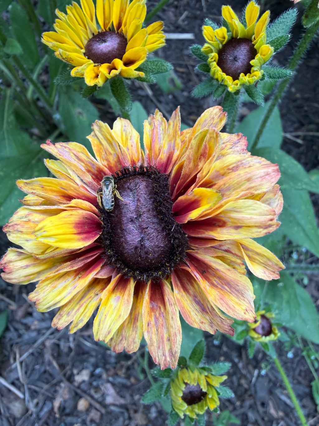 Rudbeckia ‘Sahara’ – Copper & Yellow Mix (50 Seeds)