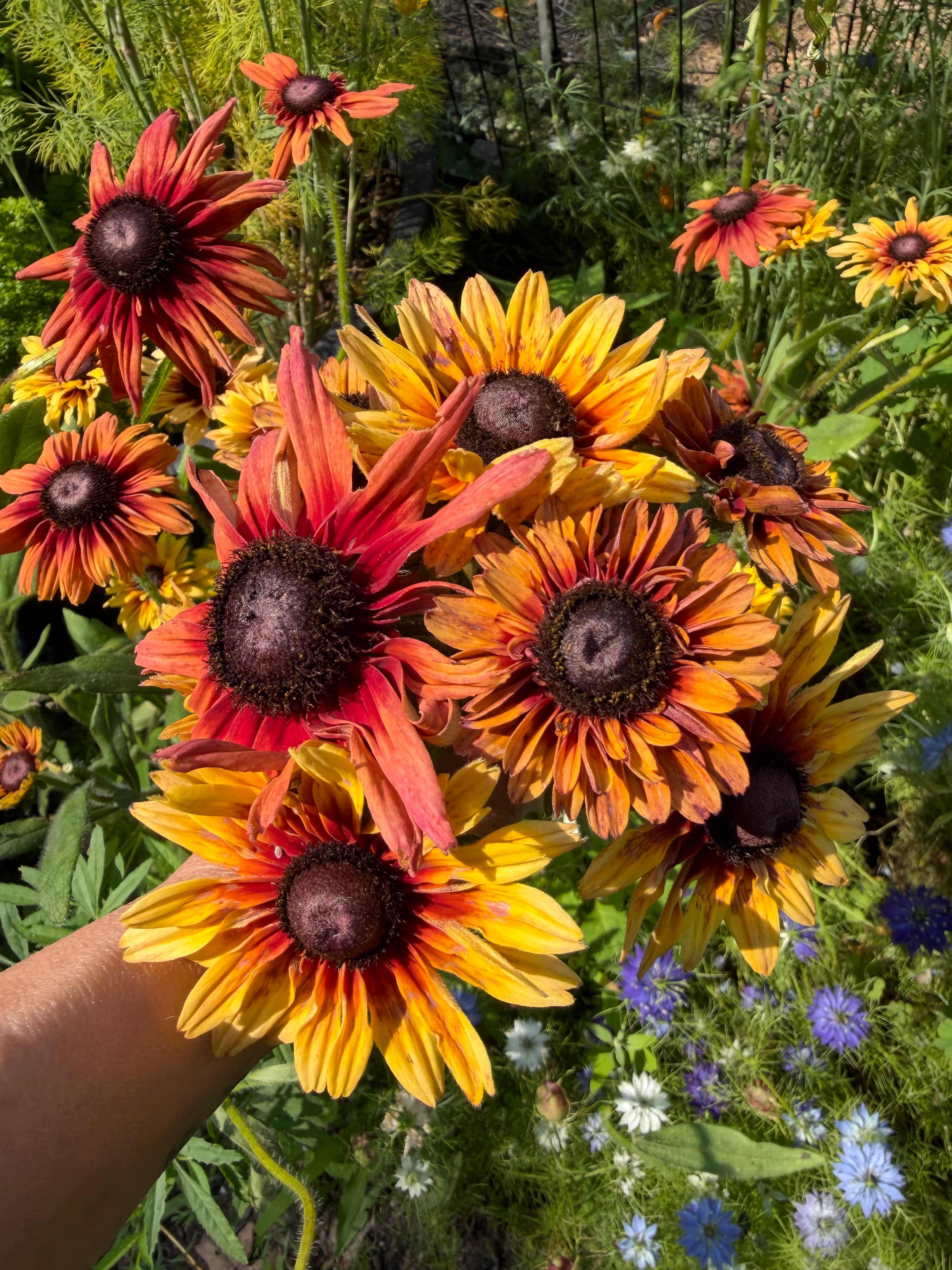 Rudbeckia ‘Sahara’ – Copper & Yellow Mix (50 Seeds)