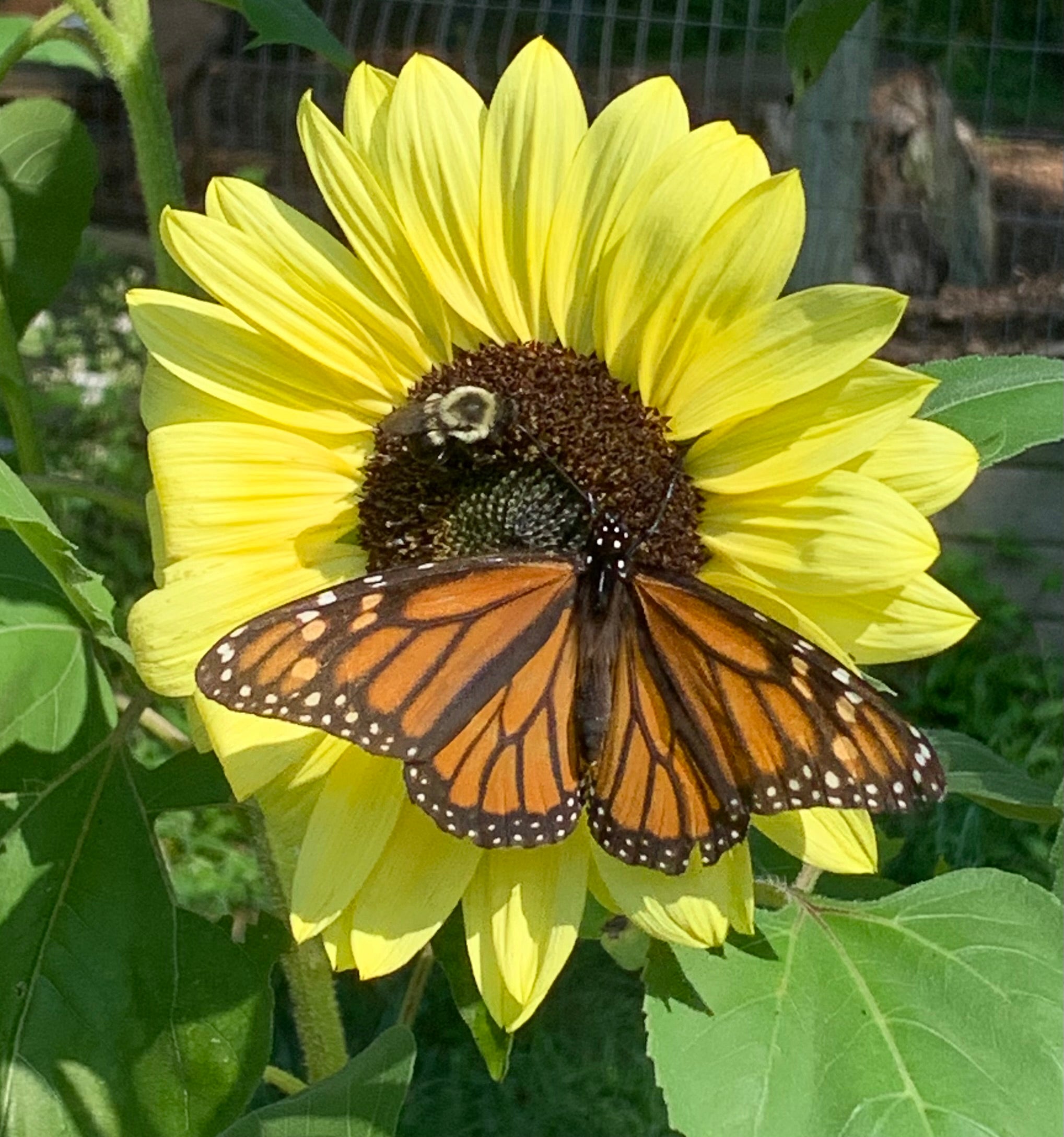 Butterfly Garden Seed Mix – Sunflower, Cosmos & Zinnia Seeds
