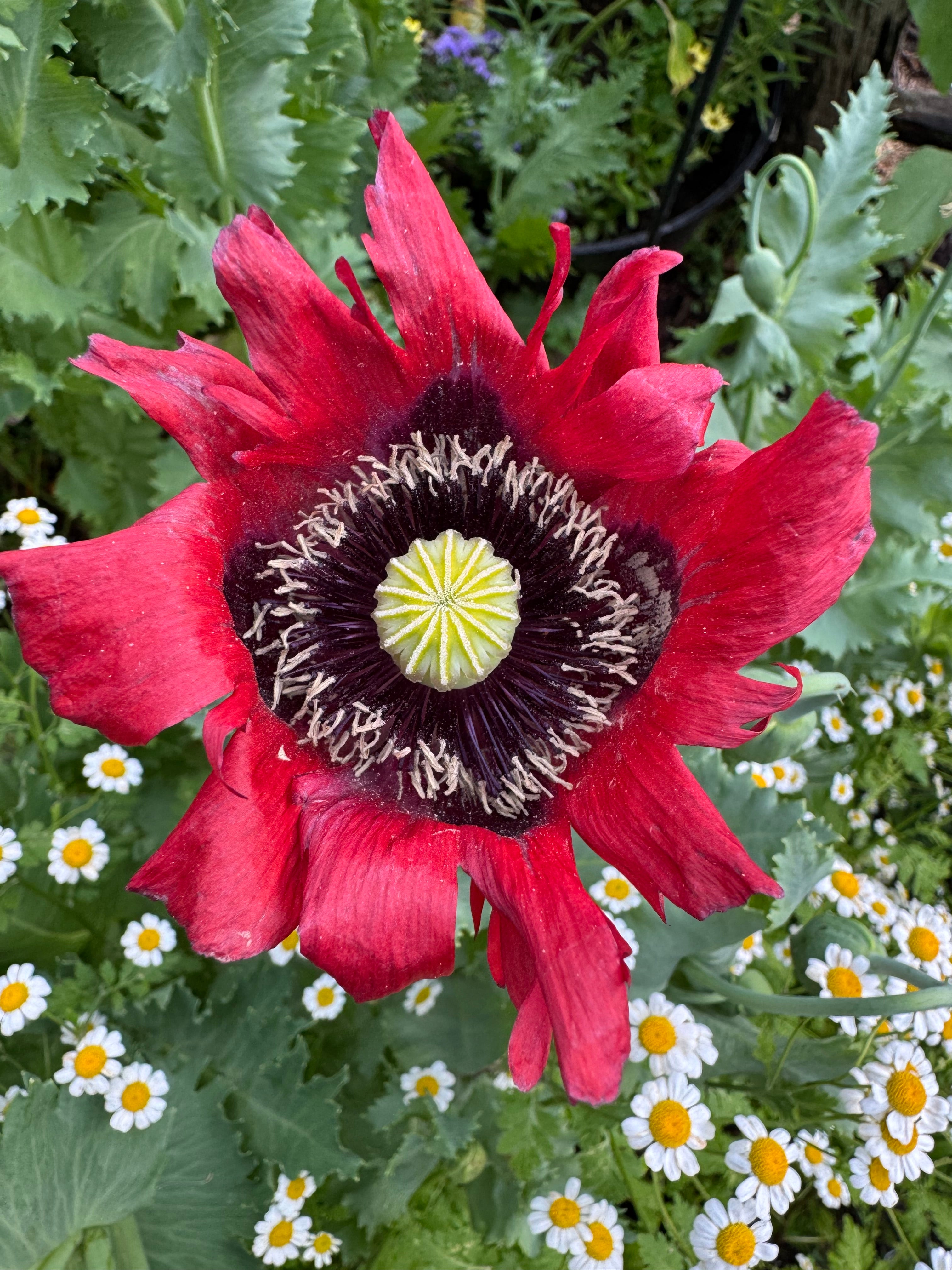 Mixed Poppy Seeds — Random Variety Blend