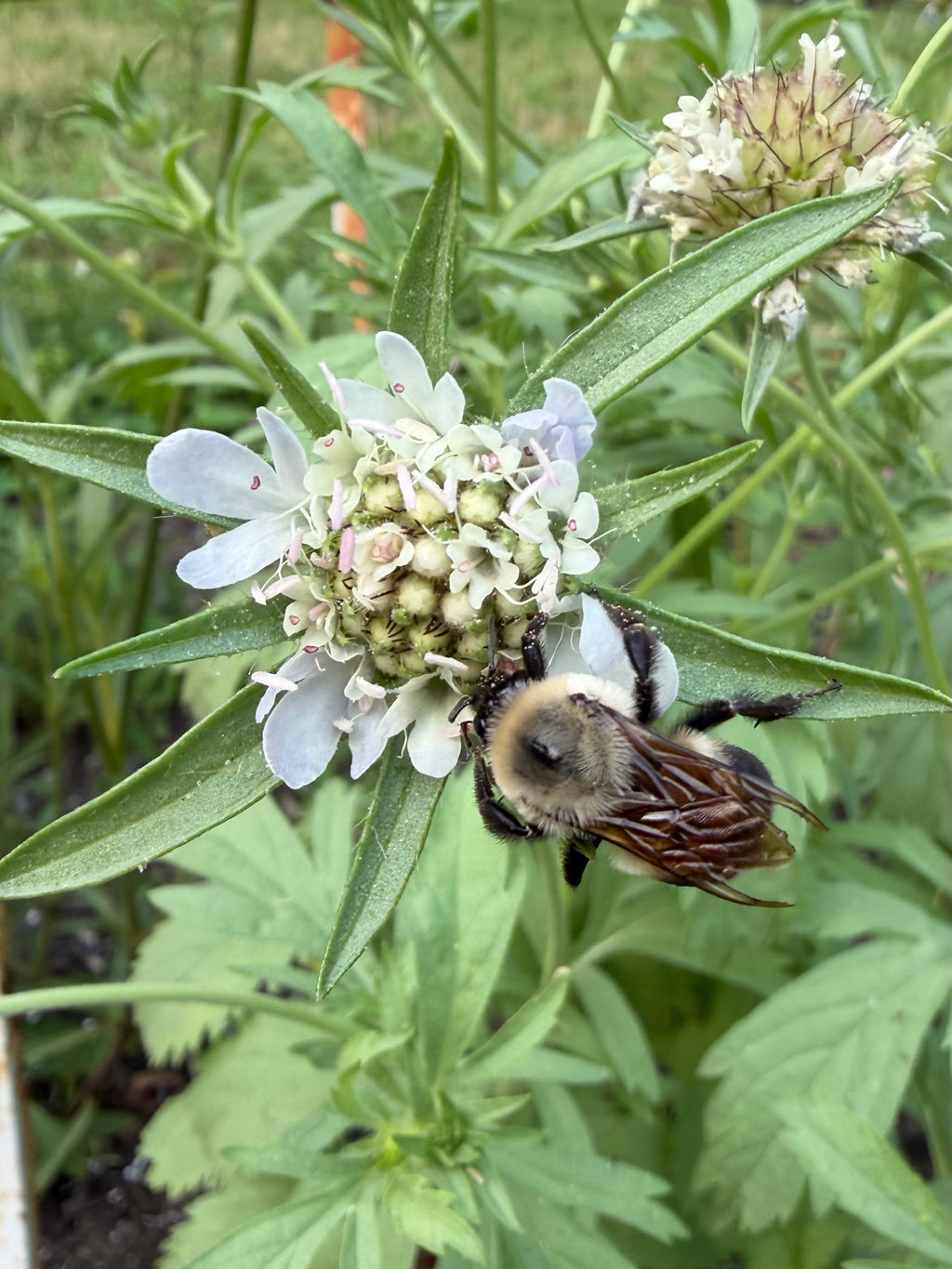 Starflower Pincushion Seeds (Scabiosa stellata) | Cut & Dried Flowers