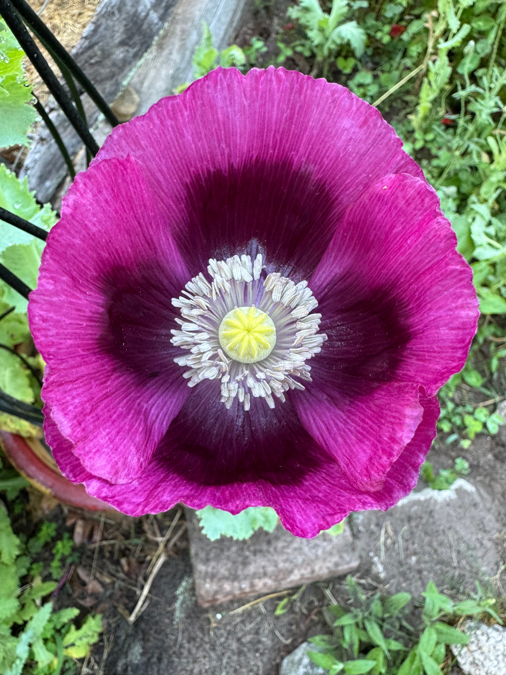 Mixed Poppy Seeds — Random Variety Blend