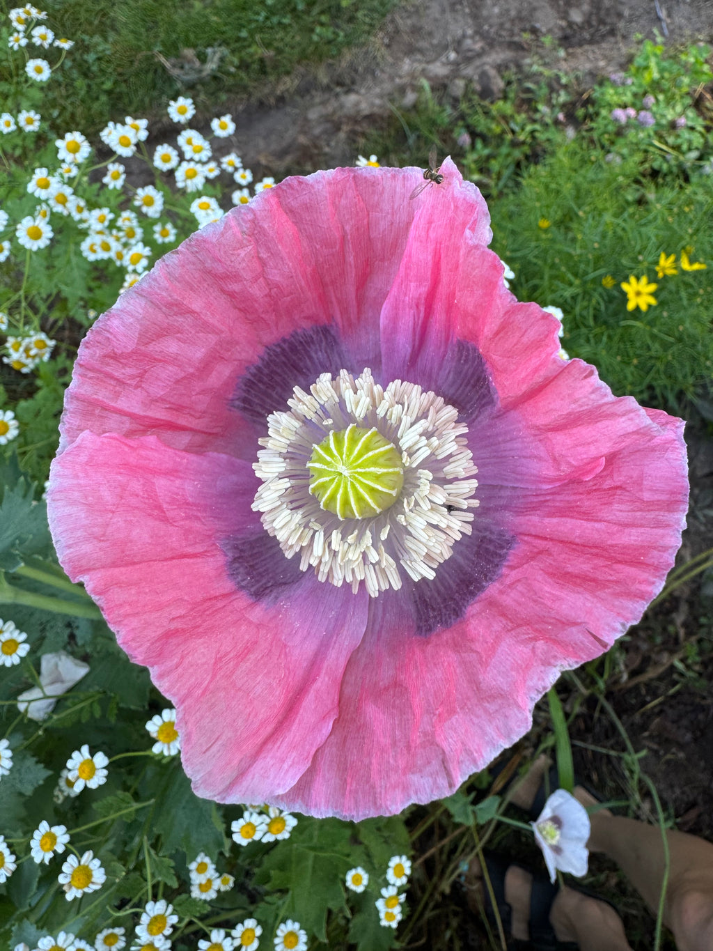Mixed Poppy Seeds — Random Variety Blend