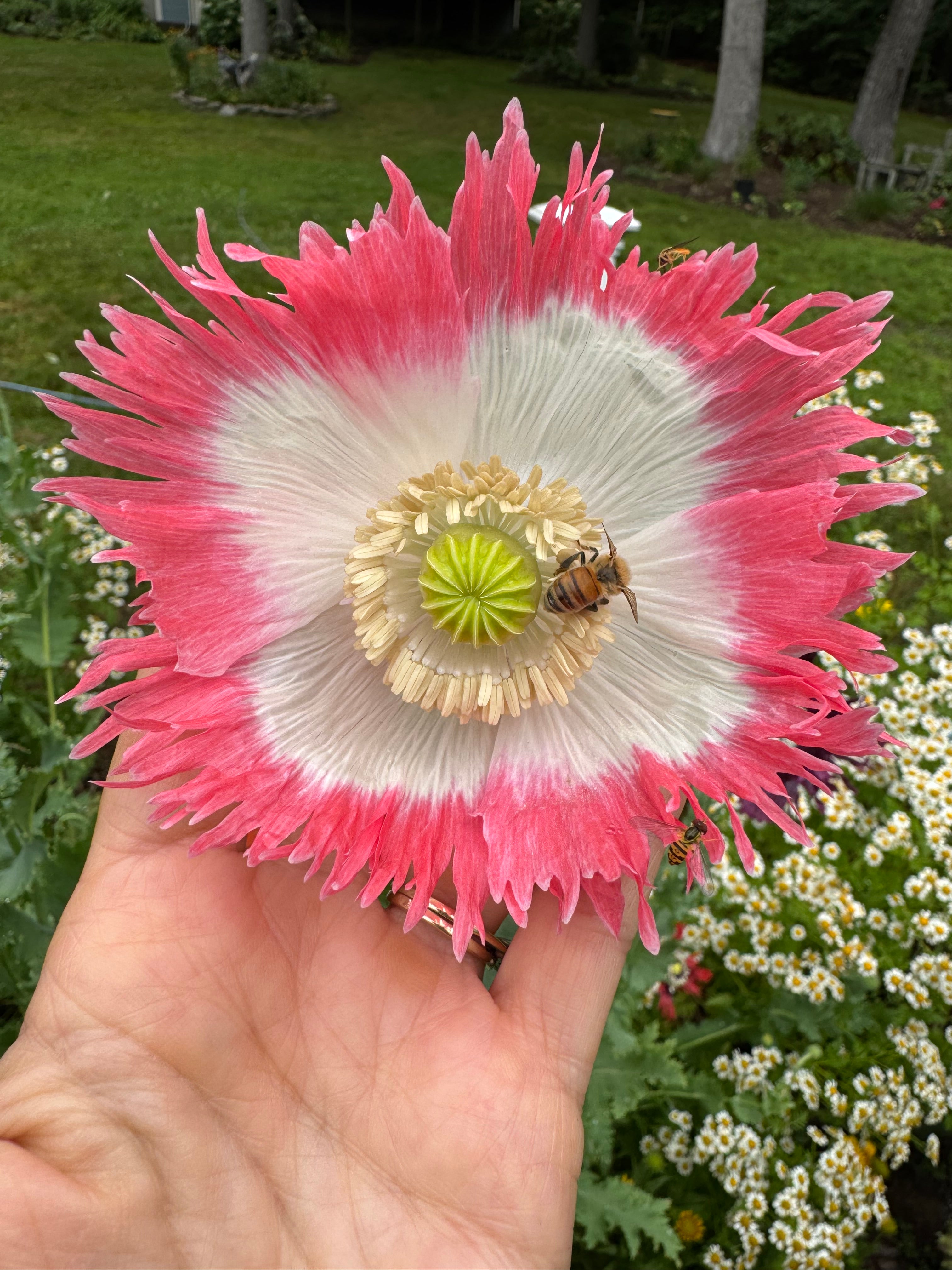 Mixed Poppy Seeds — Random Variety Blend