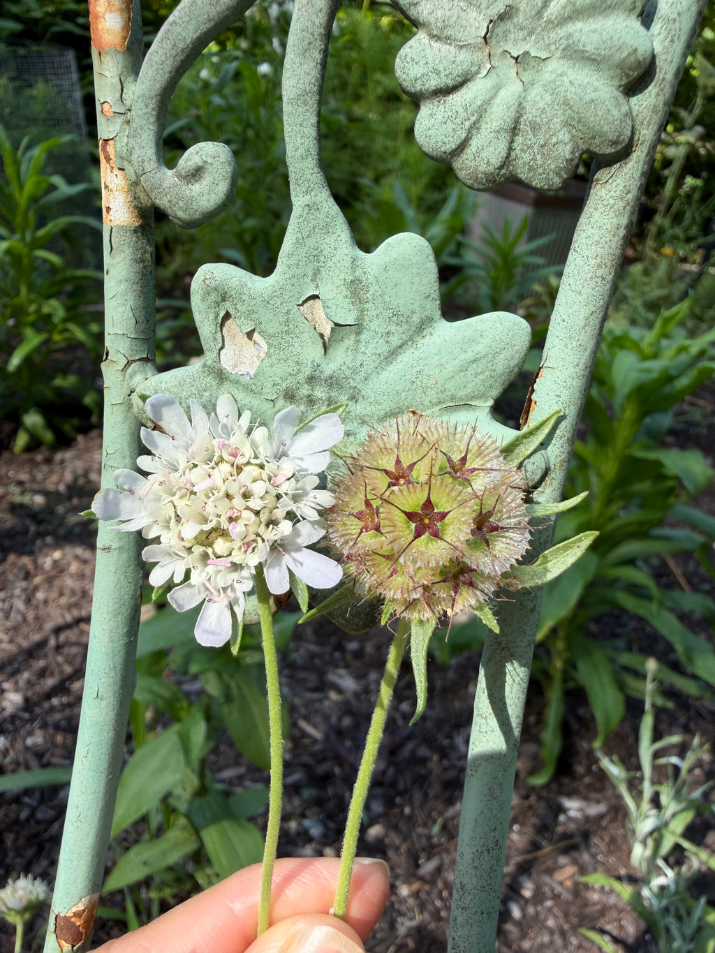 Starflower Pincushion Seeds (Scabiosa stellata) | Cut & Dried Flowers