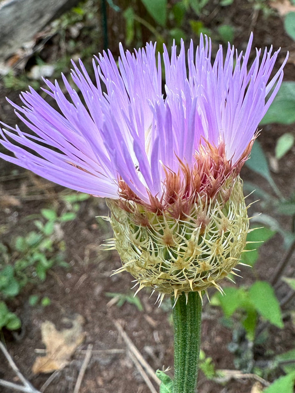American Basket Flower Seeds (Centaurea americana)