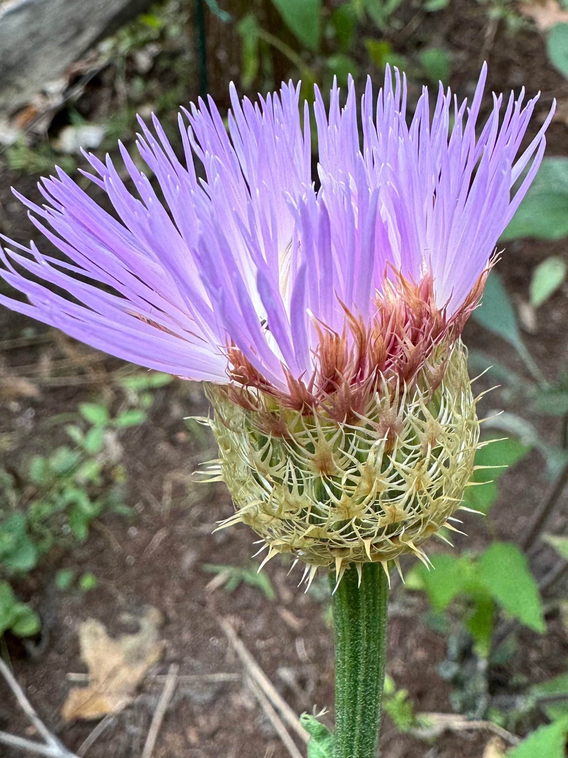 American Basket Flower Seeds (Centaurea americana)