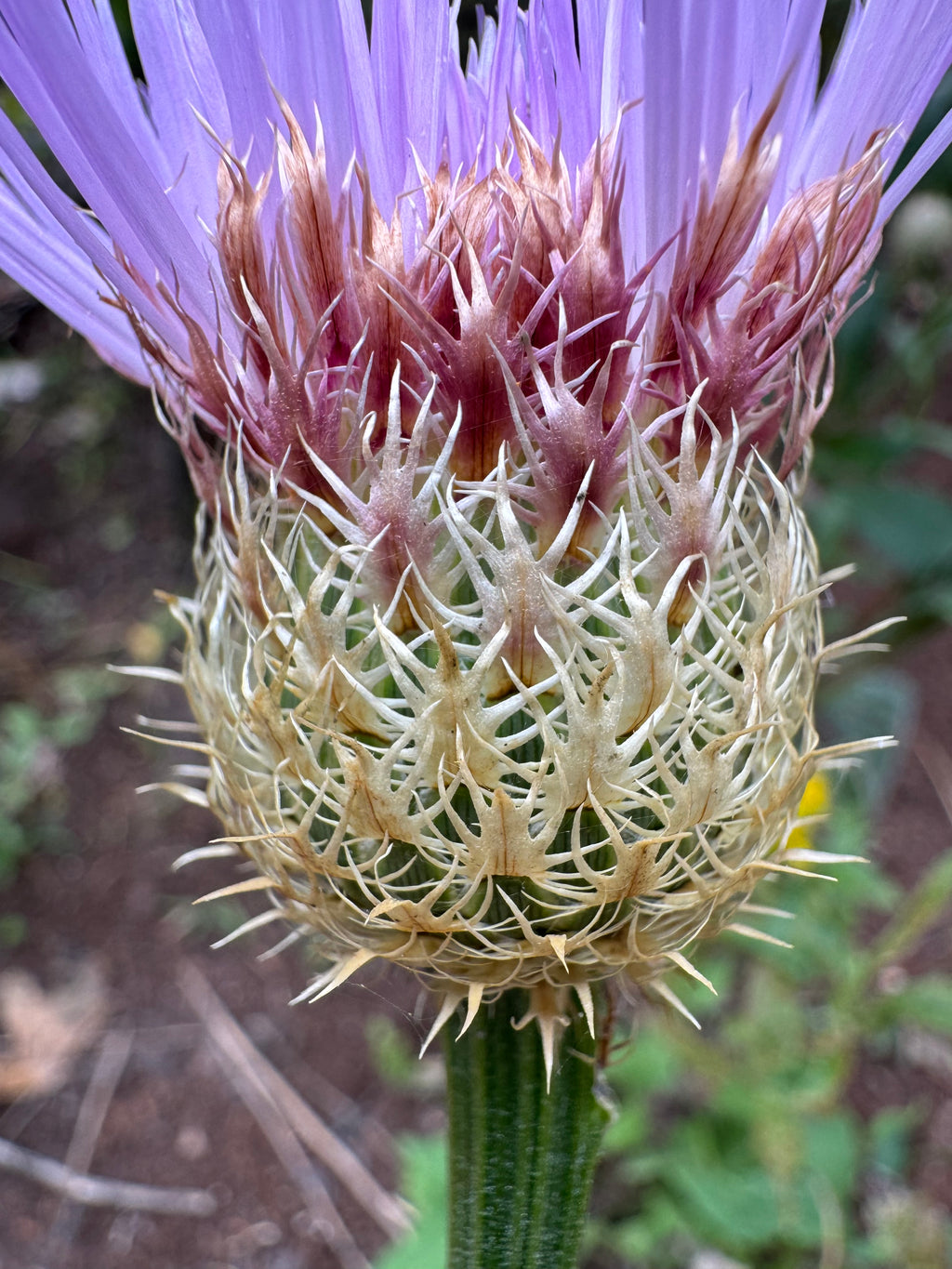 American Basket Flower Seeds (Centaurea americana)