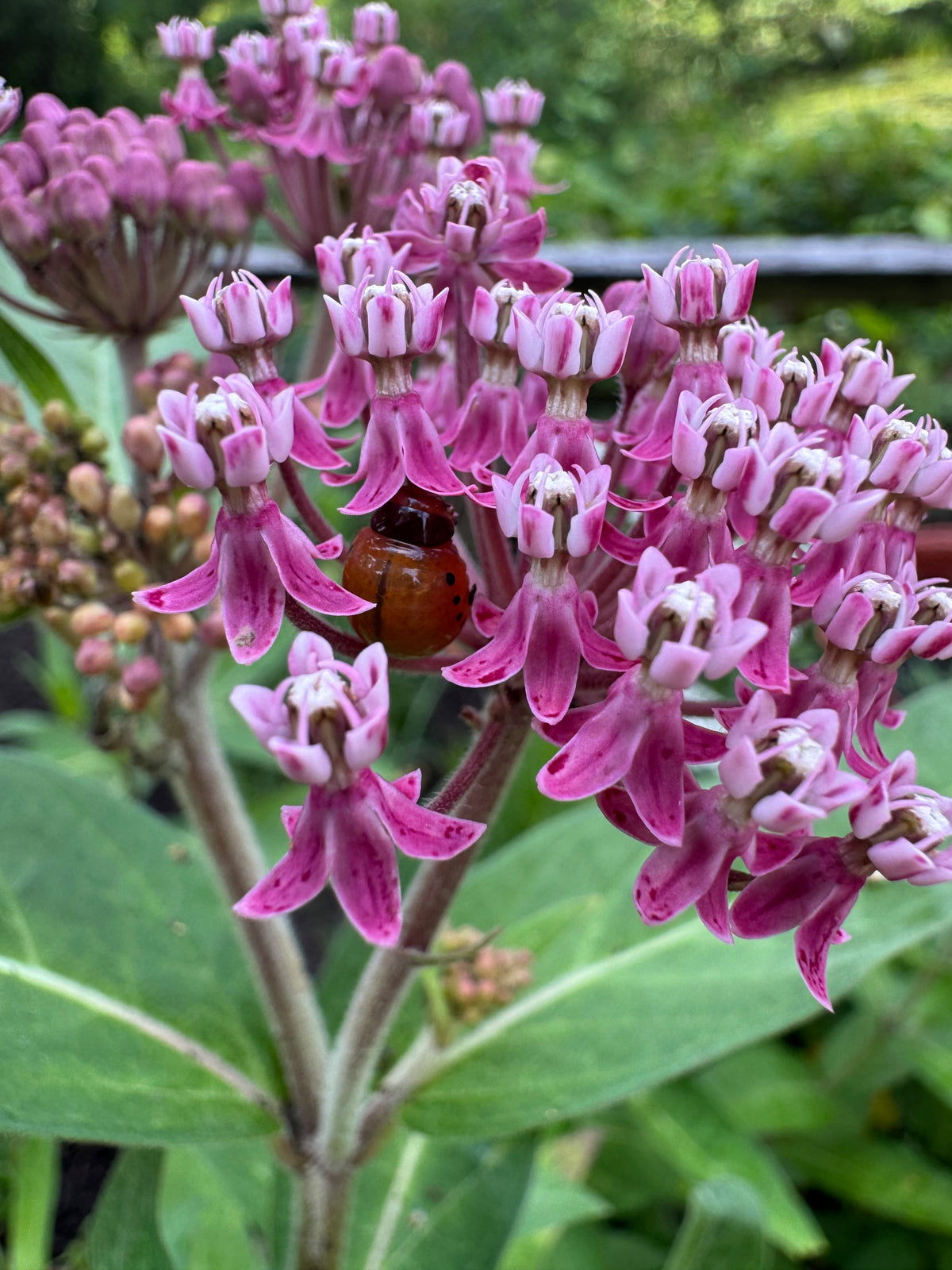 Monarch Butterfly Seed Collection – Milkweed, Zinnia & Mexican Sunflower