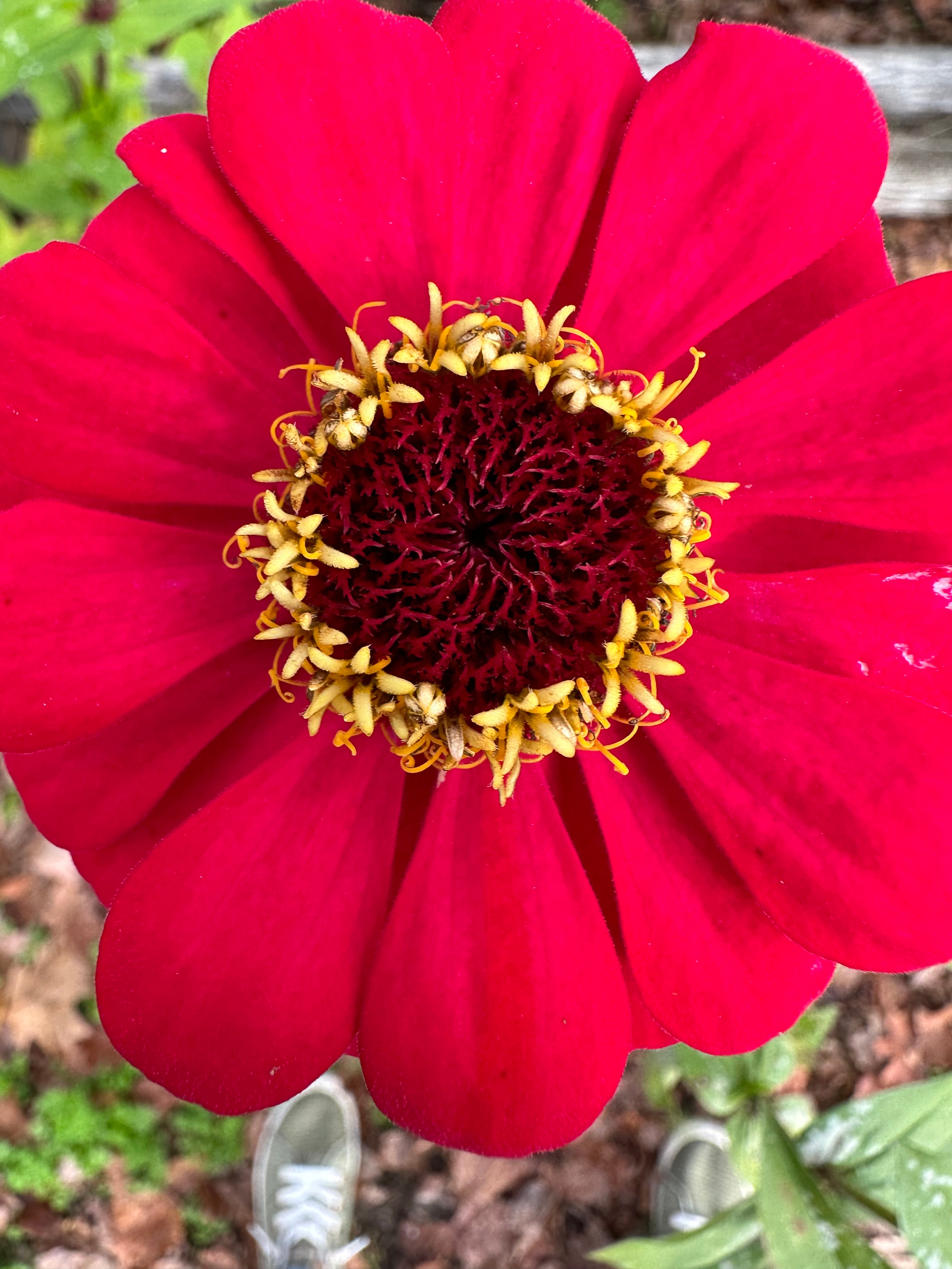 Hummingbird Garden Seed Kit – Mexican Sunflower, Scarlet Zinnia & Orange Cosmos