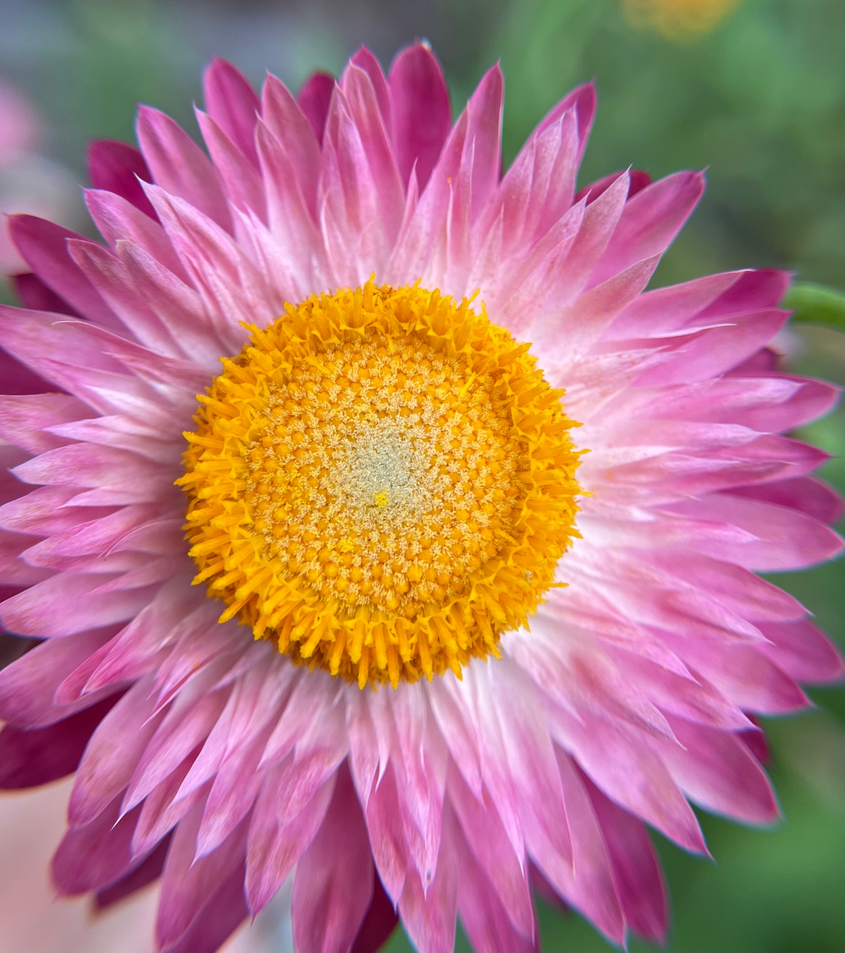 Pink Strawflowers (Everlasting Flowers) 100 Seeds Pink Mix