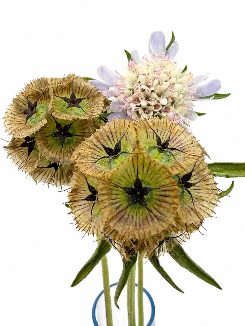 Starflower Pincushion Seeds (Scabiosa stellata) | Cut & Dried Flowers