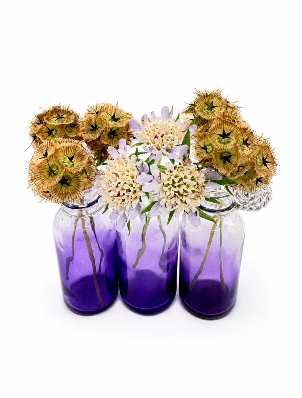 Starflower Pincushion Seeds (Scabiosa stellata) | Cut & Dried Flowers
