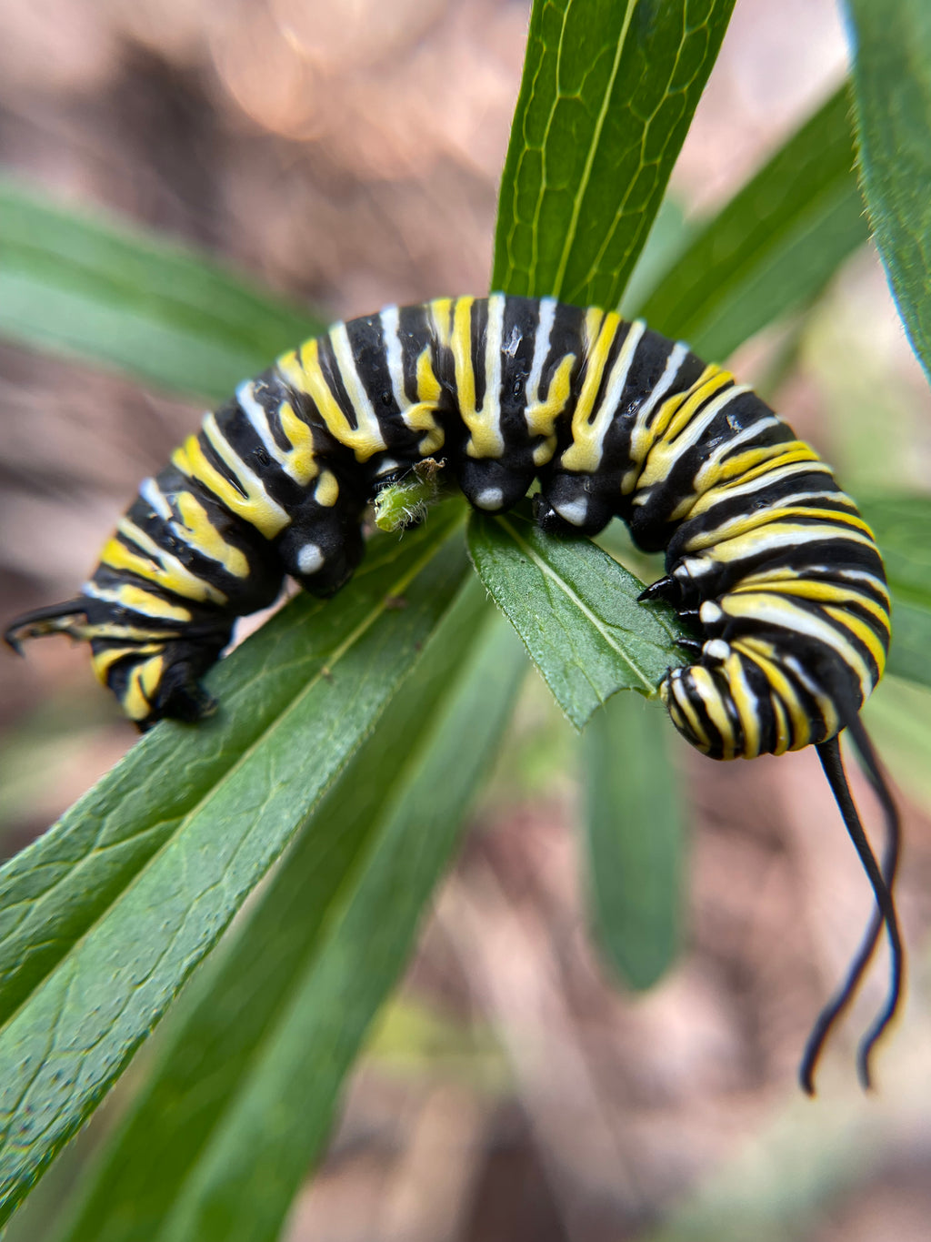 Monarch Butterfly Seed Collection – Milkweed, Zinnia & Mexican Sunflower