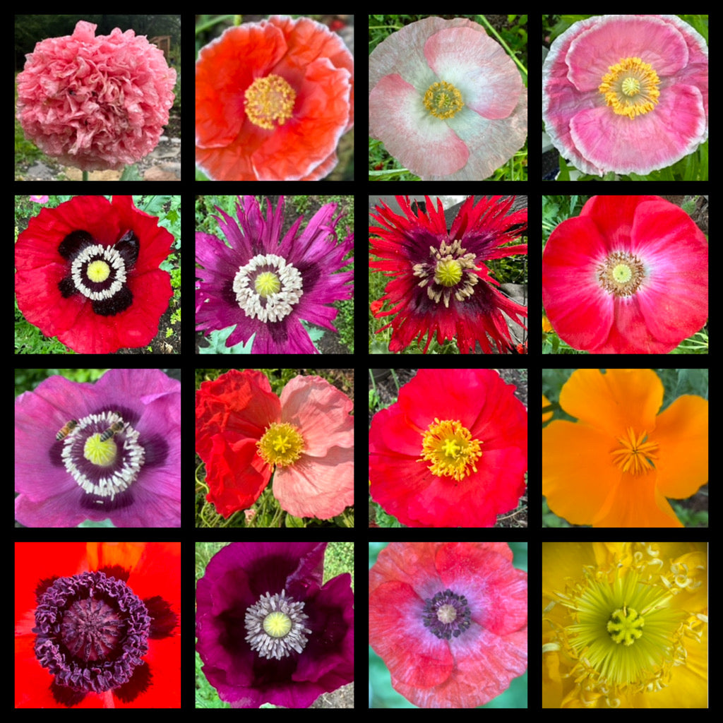 Poppy Seed Gift Kit – 200  Mixed Seeds with Gloves and Personalized Seed Envelope