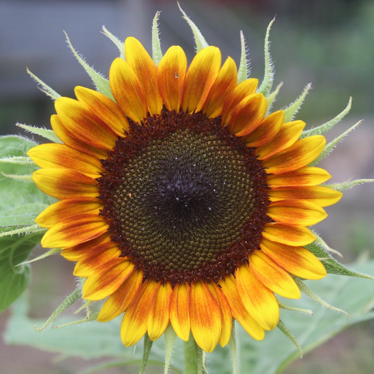 Sunflower Garden Gift Kit – Personalized Seed Packet, Gloves & Shears Set for Garden Lovers