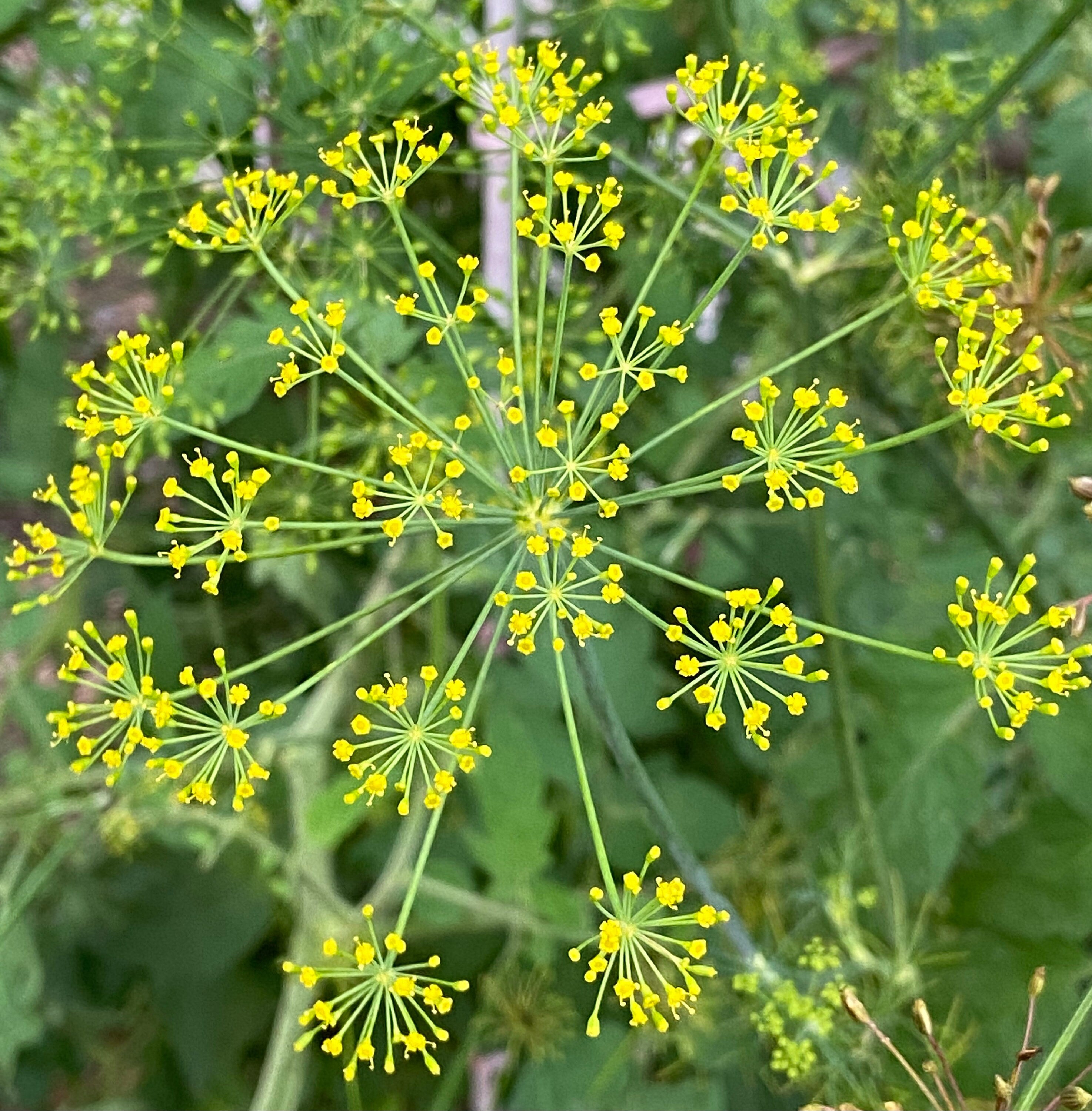 Kids’ Garden Gift Box – Personalized Seed Kit for children