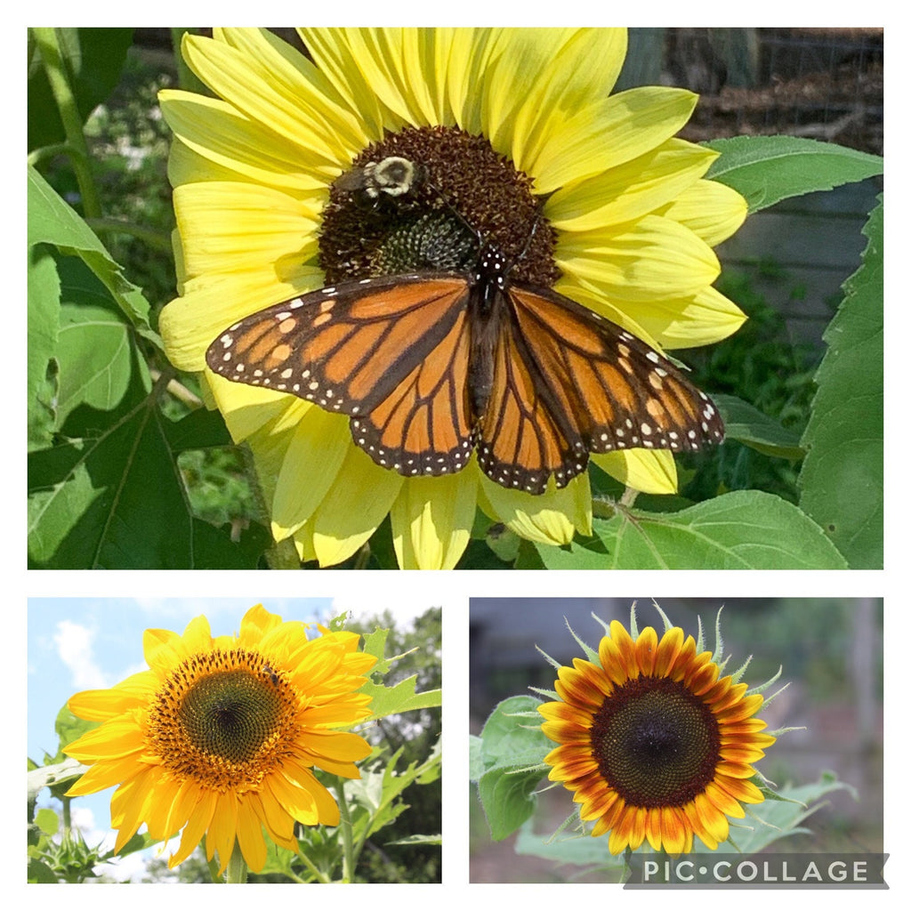 Butterfly Garden Gift Set – Gloves & Flower Seeds for Pollinators, Personalized Gardening Gift