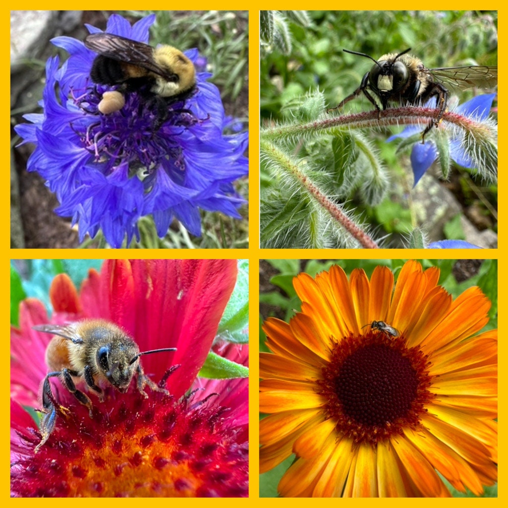 Pollinator Garden Gift Set – 130 Flower Seeds + Gloves & Shears/ Bee & Butterfly Kit