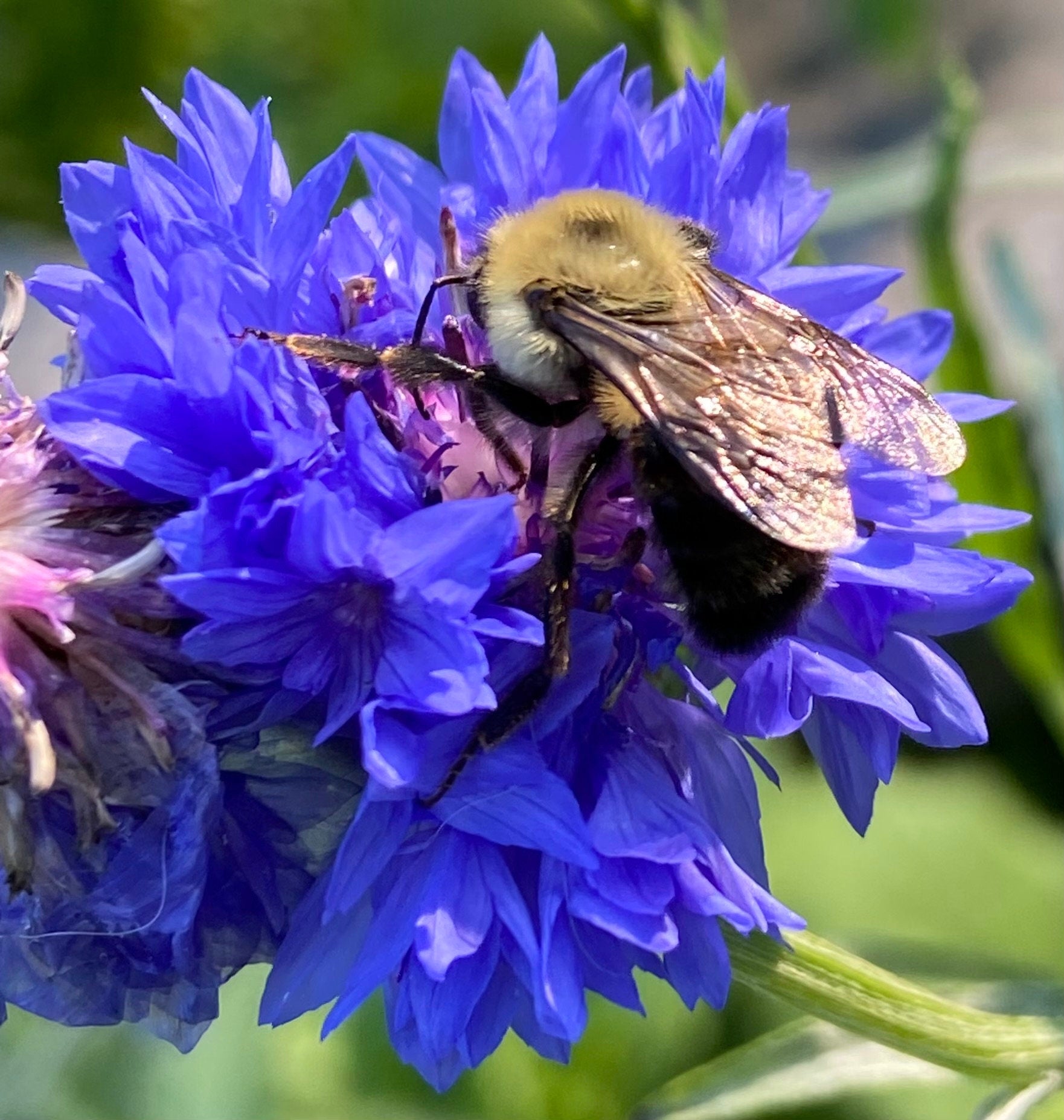 Bee Seeds & Gloves Gift Set for Gardeners