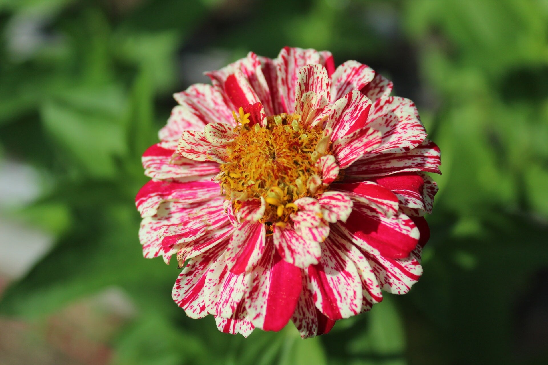 Candy Cane Zinnia Seeds in Garden Gift Tin – Personalized and Ready to Gift