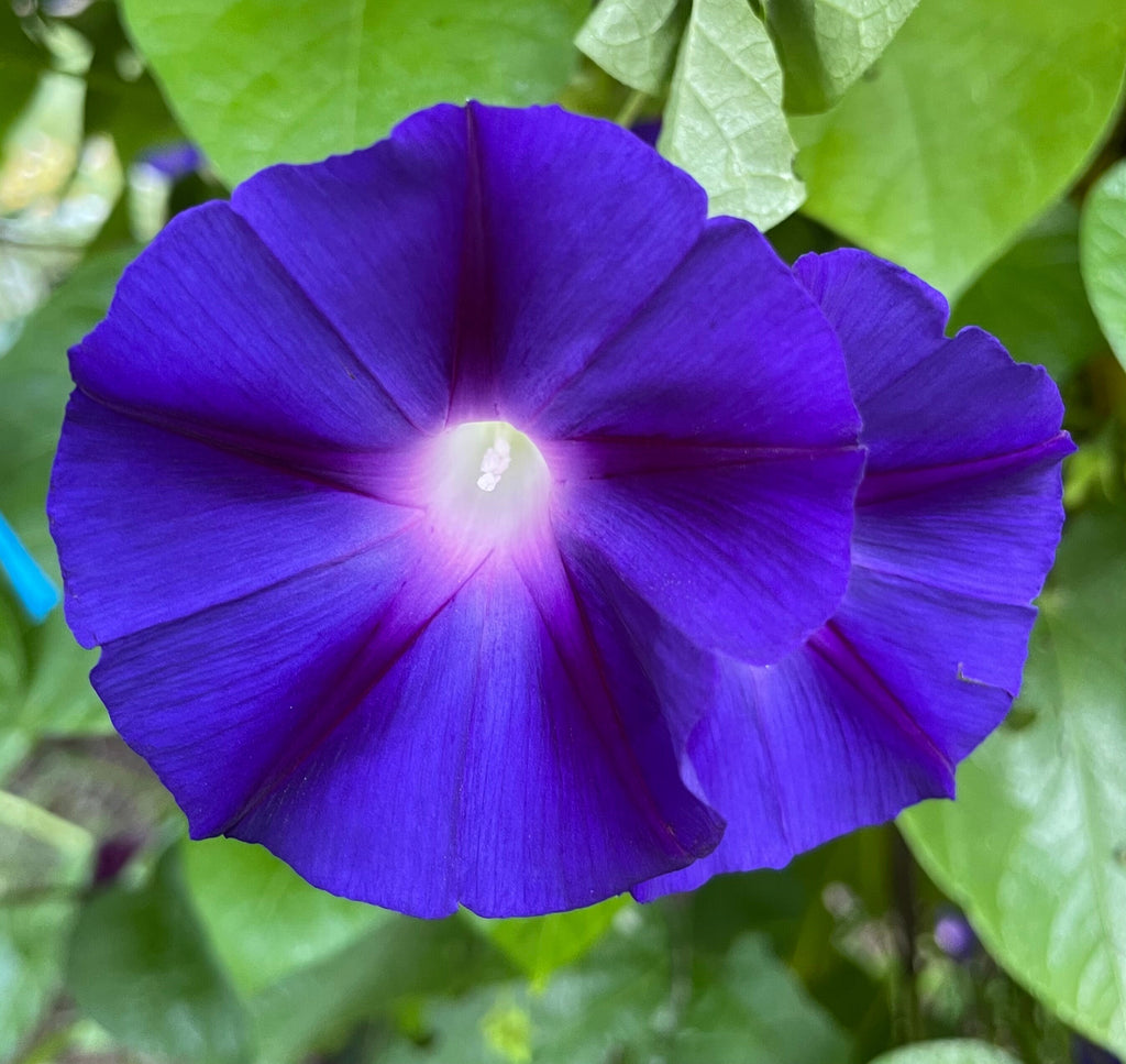 Rainbow Garden Seed Kit – Pollinator-Friendly Flower Seeds for Bees & Butterflies