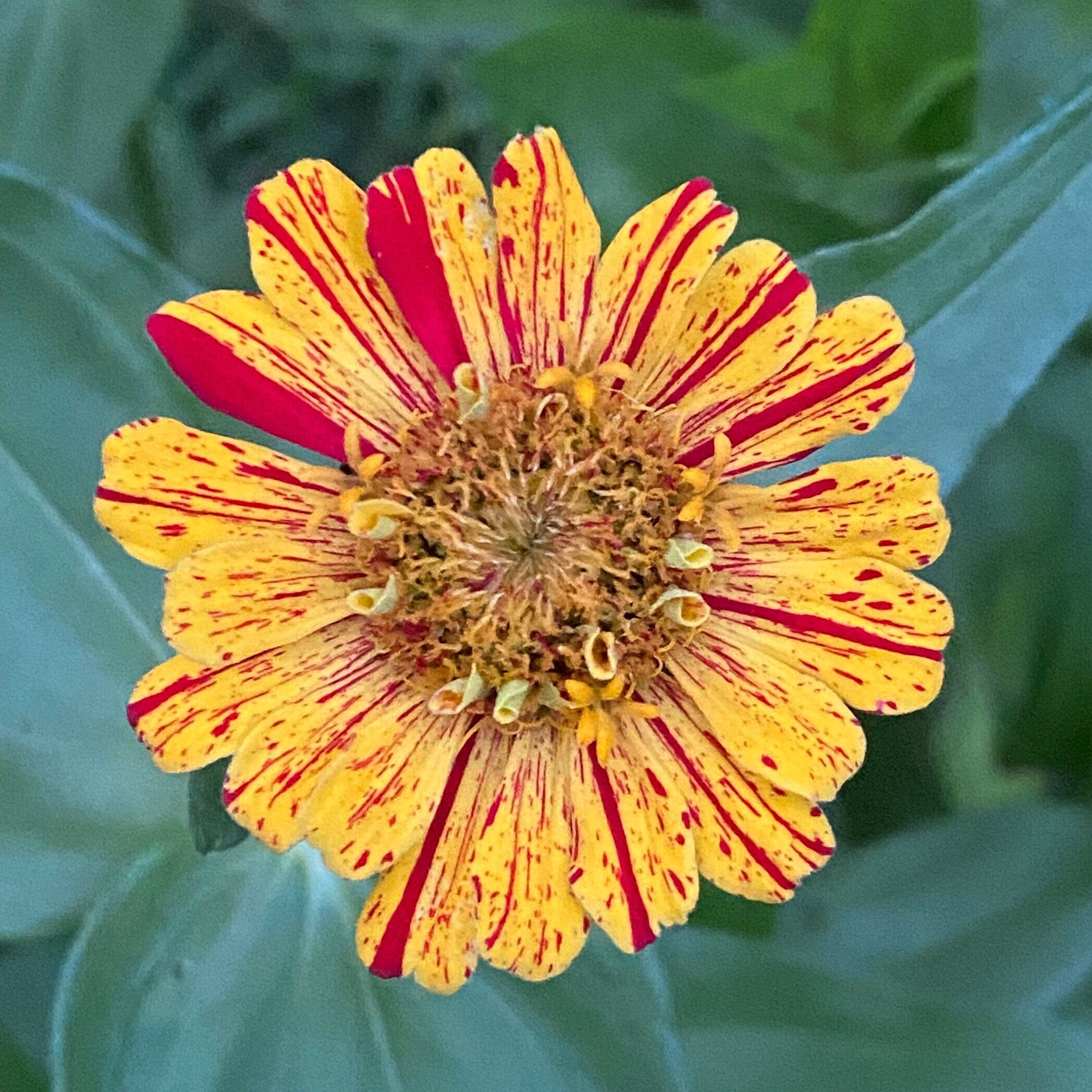 Zinnia Garden Gift Box – Candy Cane Zinnia Seeds, Gloves & Shears