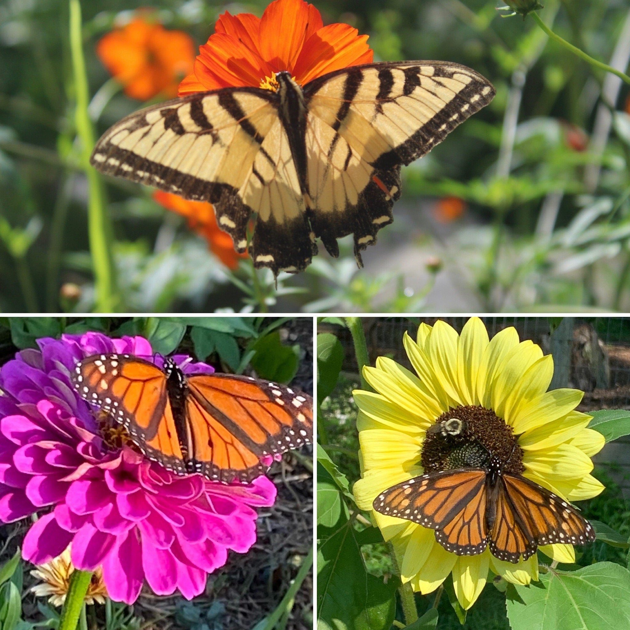 Pollinator Garden Gift Set – 130 Flower Seeds + Gloves & Shears/ Bee & Butterfly Kit