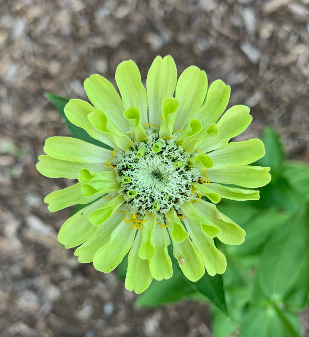 Rainbow Garden Seed Kit – Pollinator-Friendly Flower Seeds for Bees & Butterflies