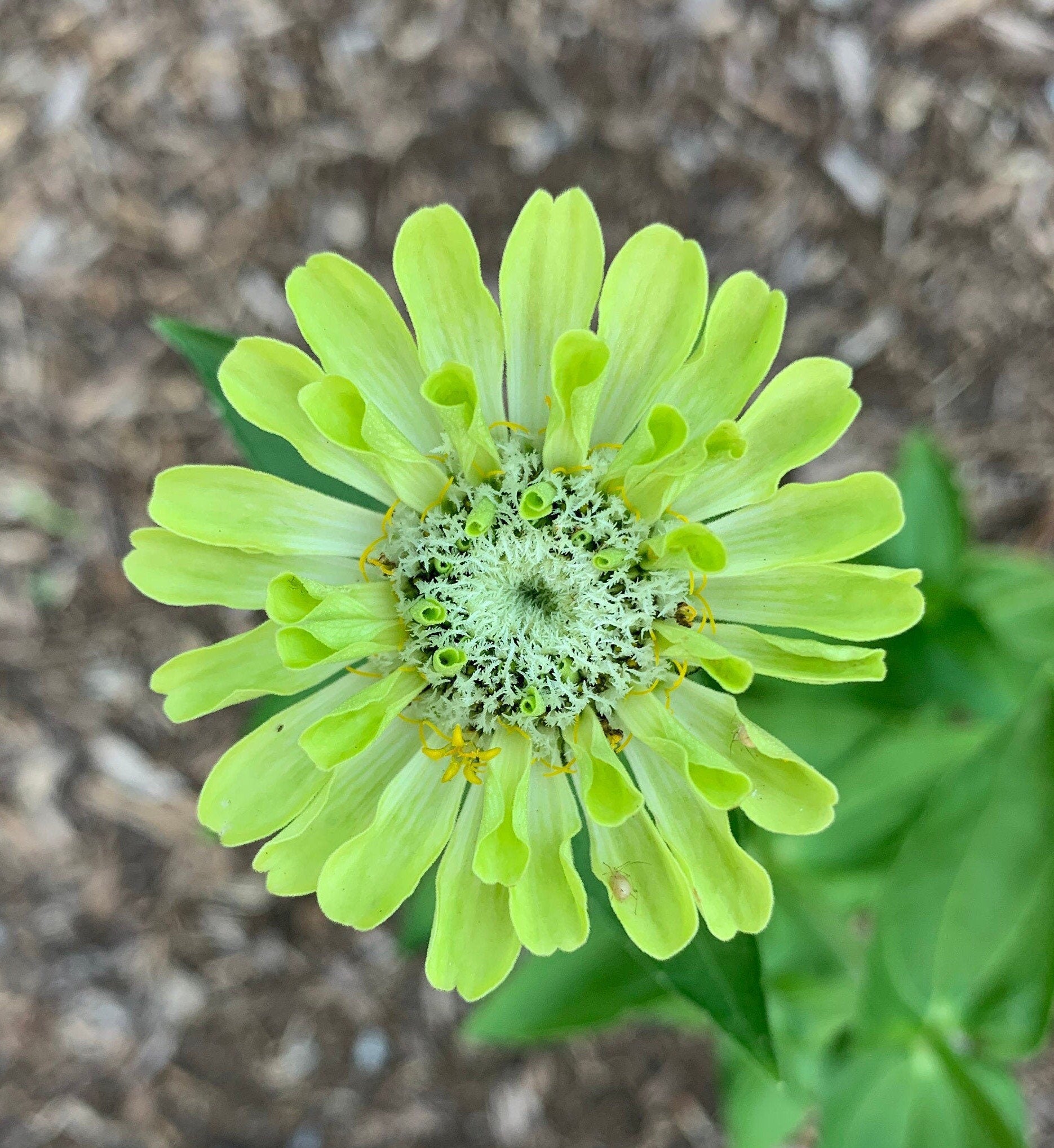 Rainbow Garden Seed Kit – Pollinator-Friendly Flower Seeds for Bees & Butterflies