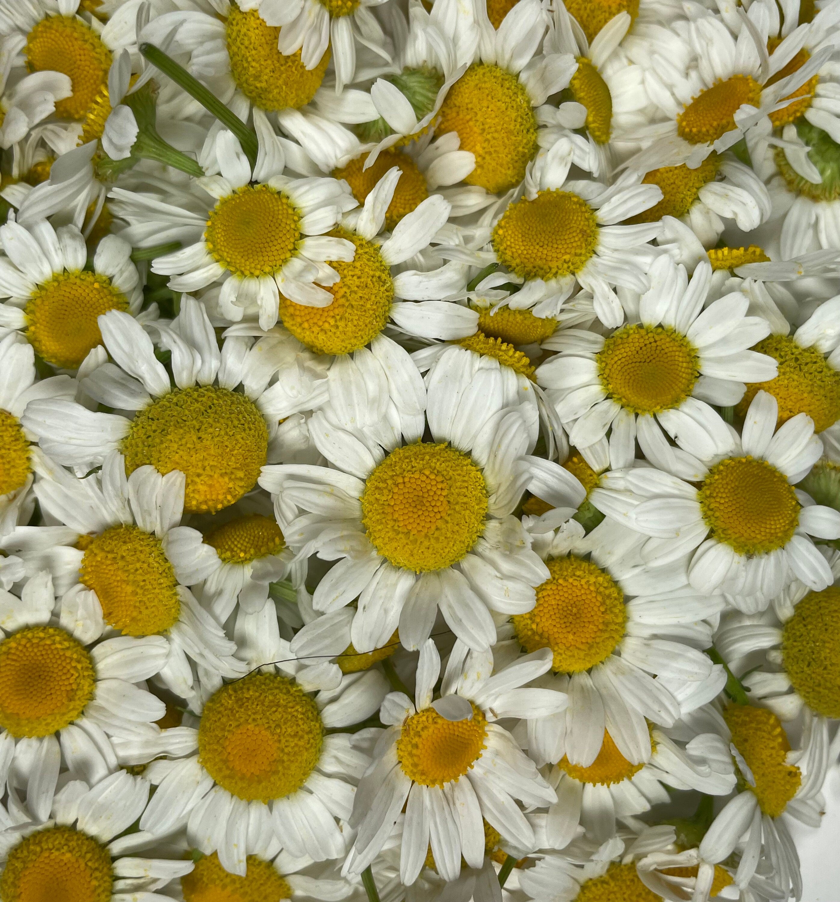 Tea Garden Gift Box – Personalized Flower Seeds for Tea & Garden Lovers