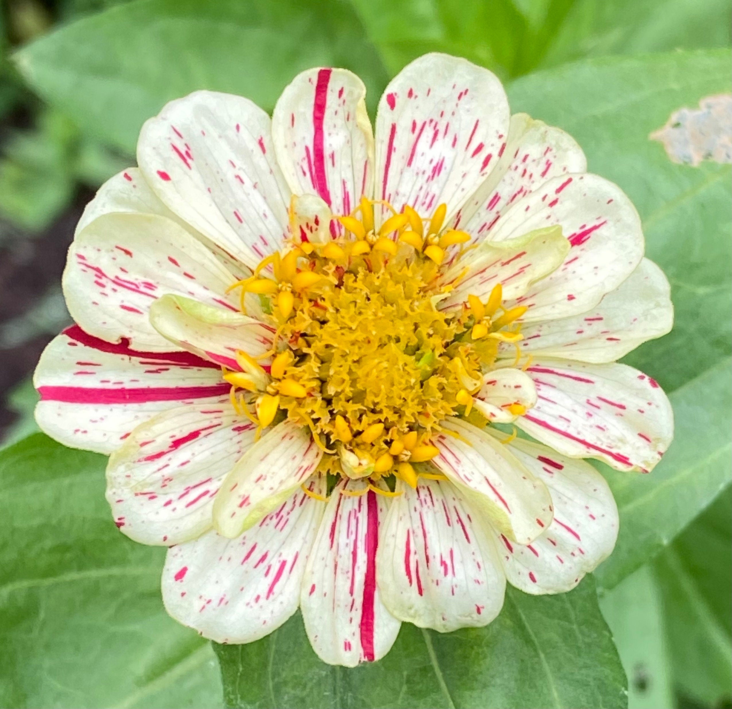 Zinnia Garden Gift Box – Candy Cane Zinnia Seeds, Gloves & Shears