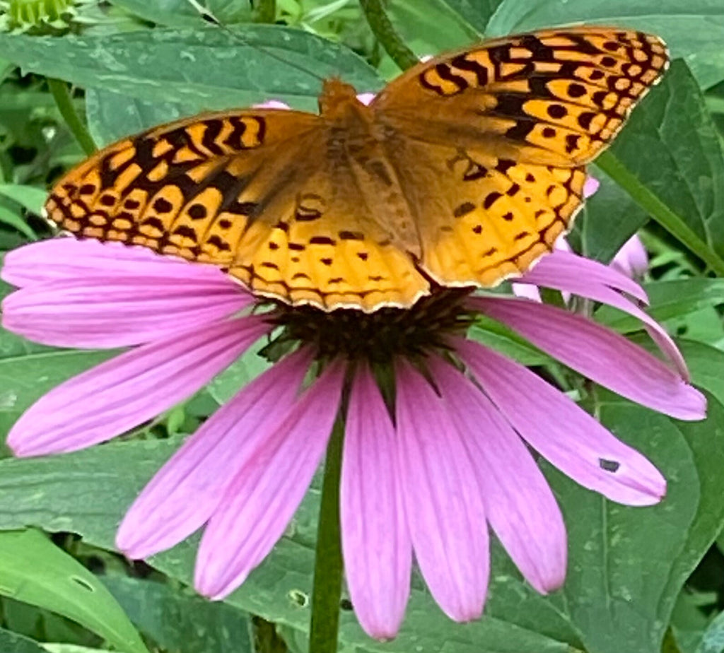 Butterfly Garden Seed Kit – 7 Flower Seeds in Mini Jars & Gift Tin