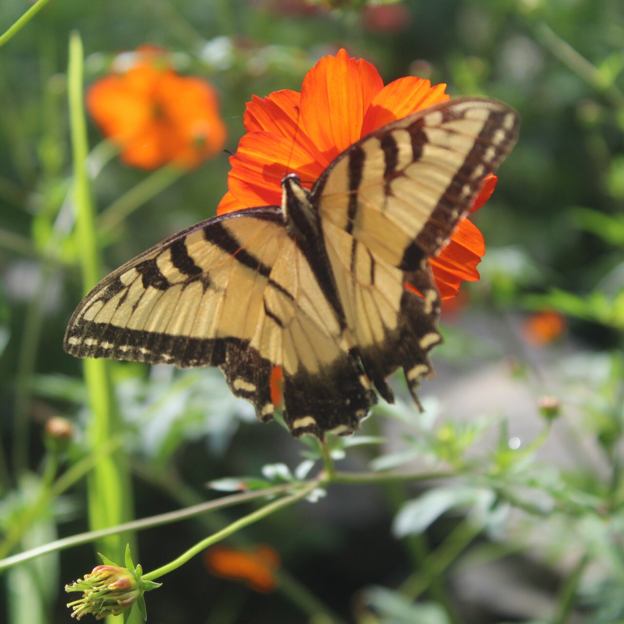 Butterfly Garden Seed Kit – Zinnia, Sunflower & Cosmos Seeds