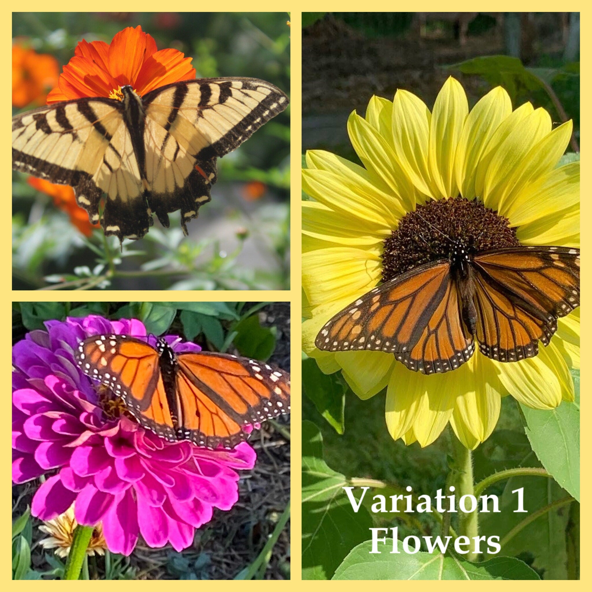 Butterfly Garden Gift Box – Flower Seed Kit with Gloves & Shears