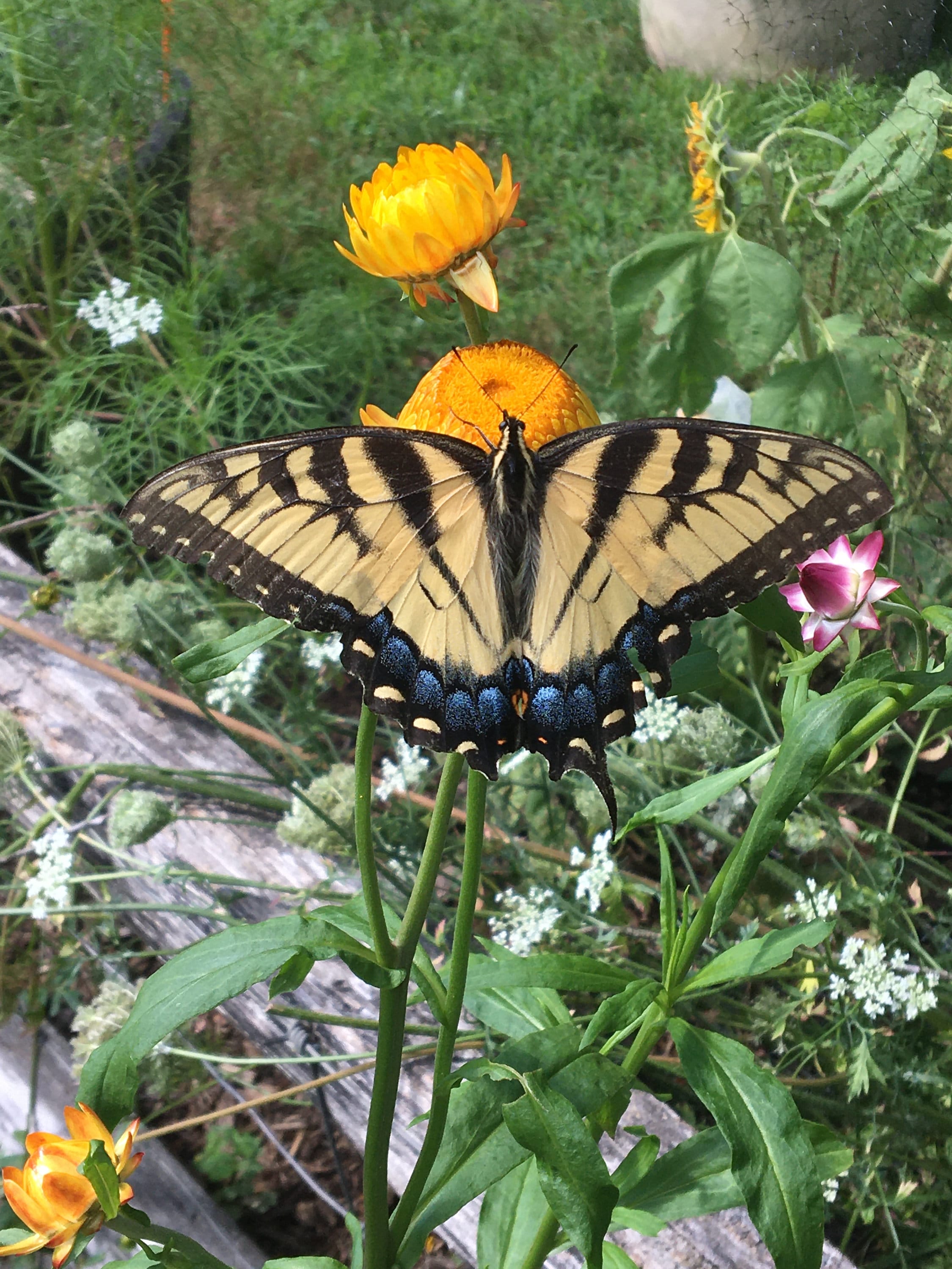 Butterfly Garden Seed Kit – 7 Flower Seeds in Mini Jars & Gift Tin