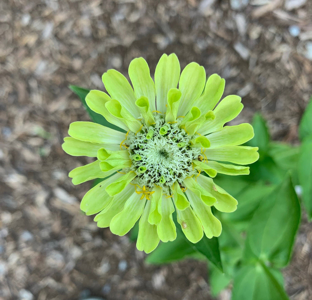 Chakra Flower Seed Tin – Mindful Gardening Gift for Yoga & Meditation Lovers