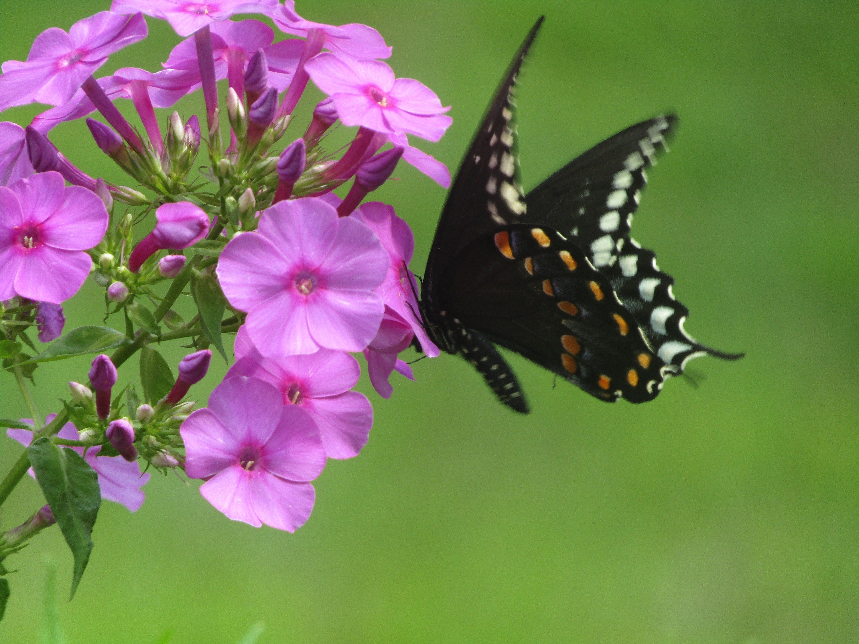 Butterfly Garden Seed Kit – 7 Flower Seeds in Mini Jars & Gift Tin