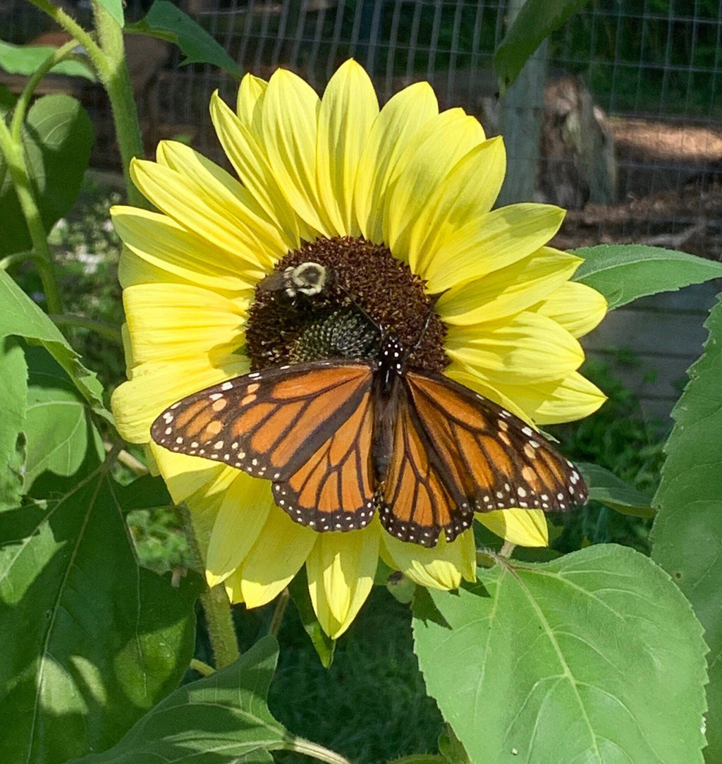 Butterfly Garden Seed Kit – Zinnia, Sunflower & Cosmos Seeds