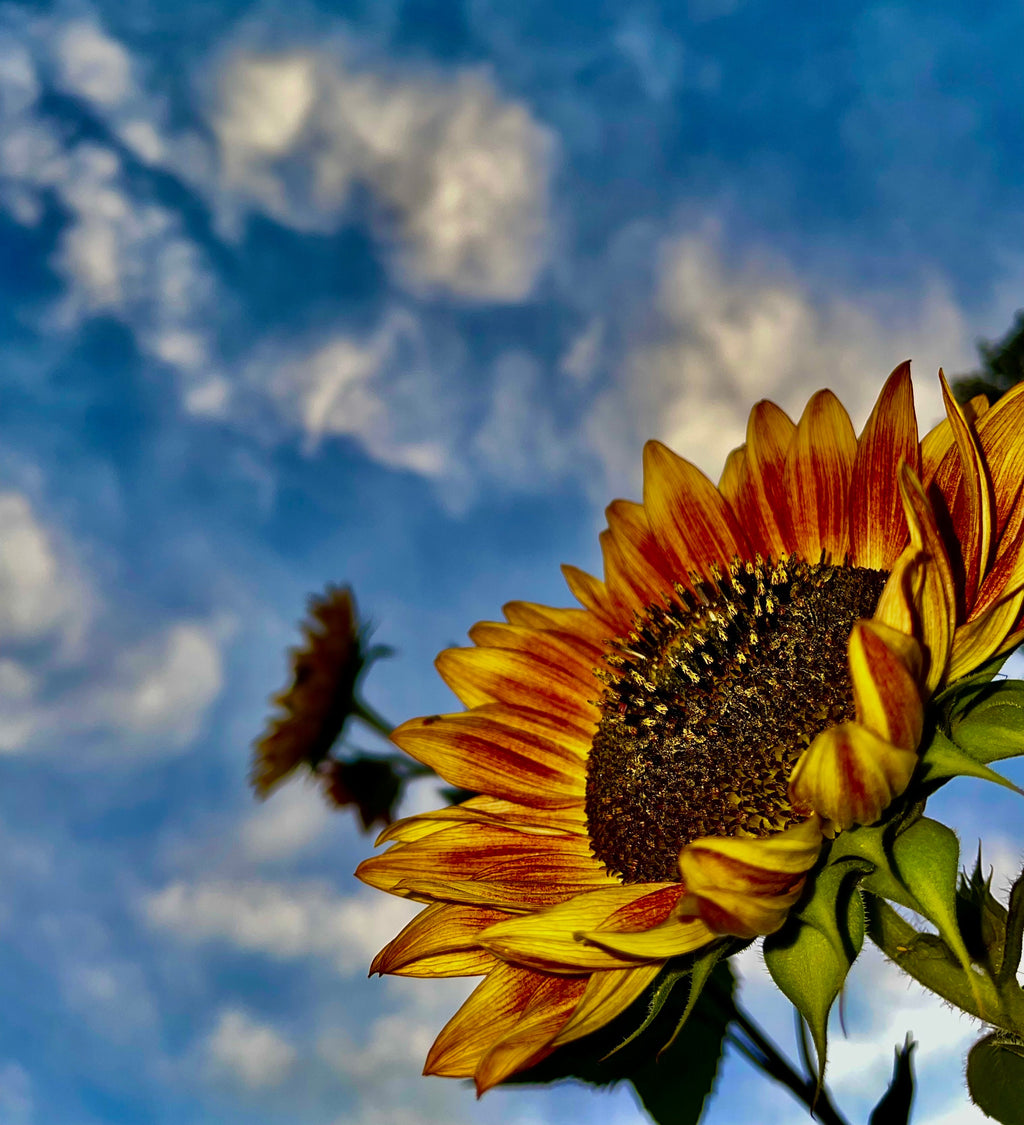 Sunflower Garden Gift Kit – Personalized Seed Packet, Gloves & Shears Set for Garden Lovers