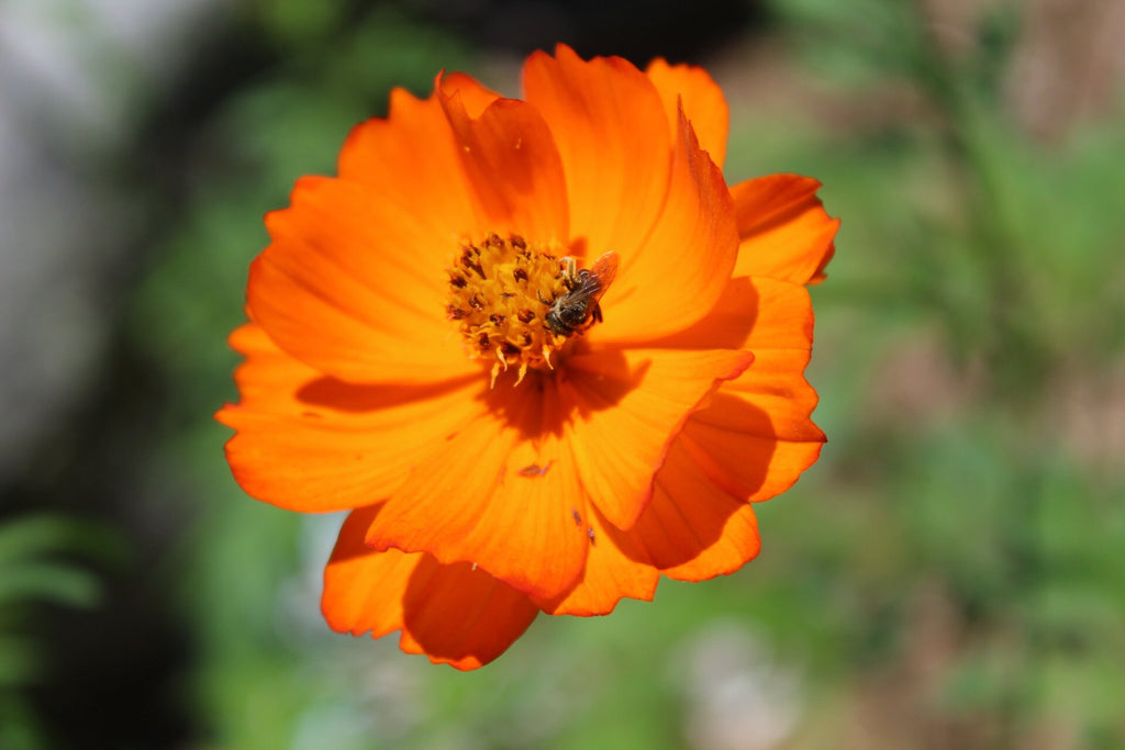 Rainbow Garden Seed Kit – Pollinator-Friendly Flower Seeds for Bees & Butterflies