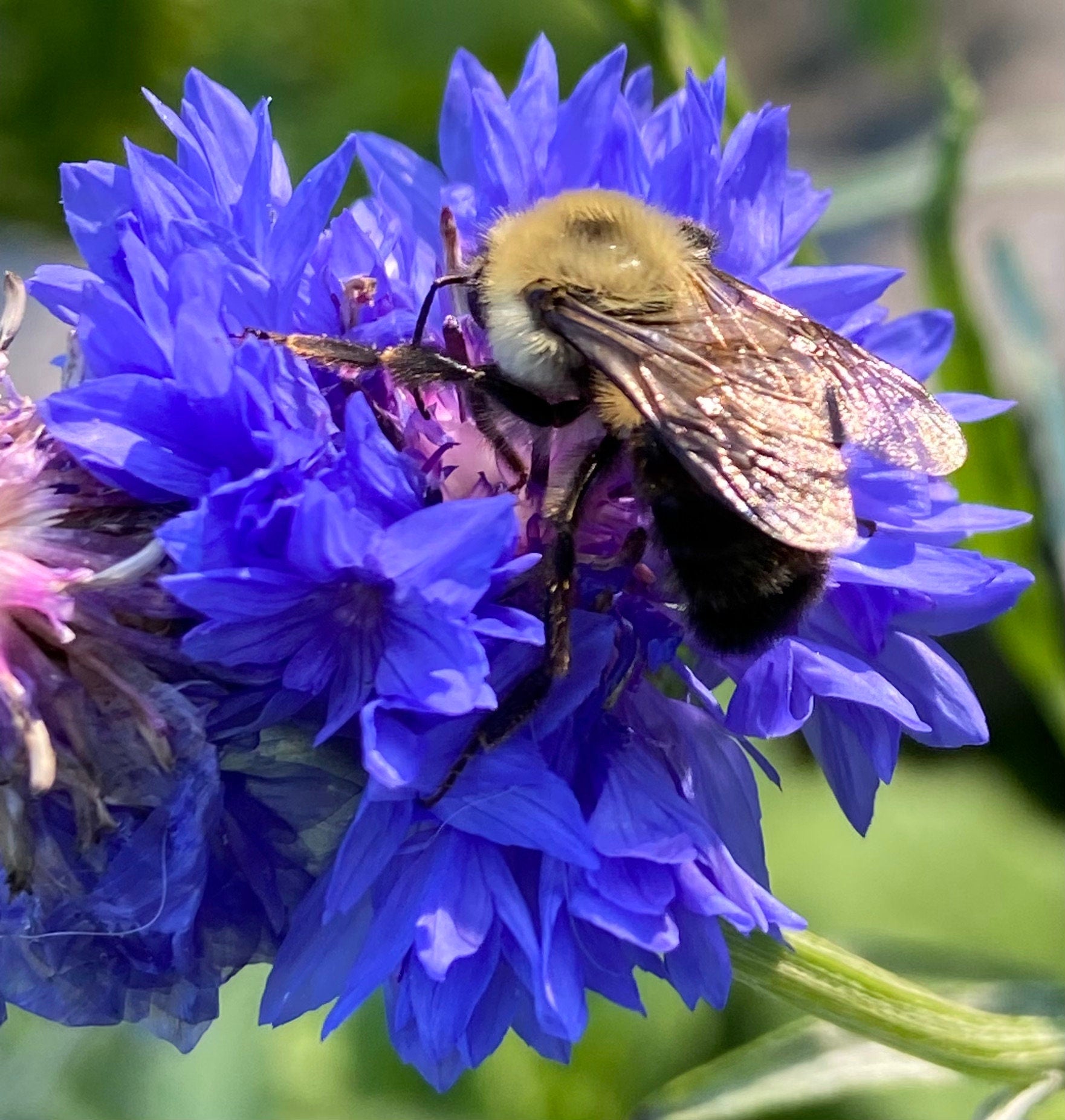 Flower Seed Kit for Bees – Garden Gift Set with Tools & Gloves