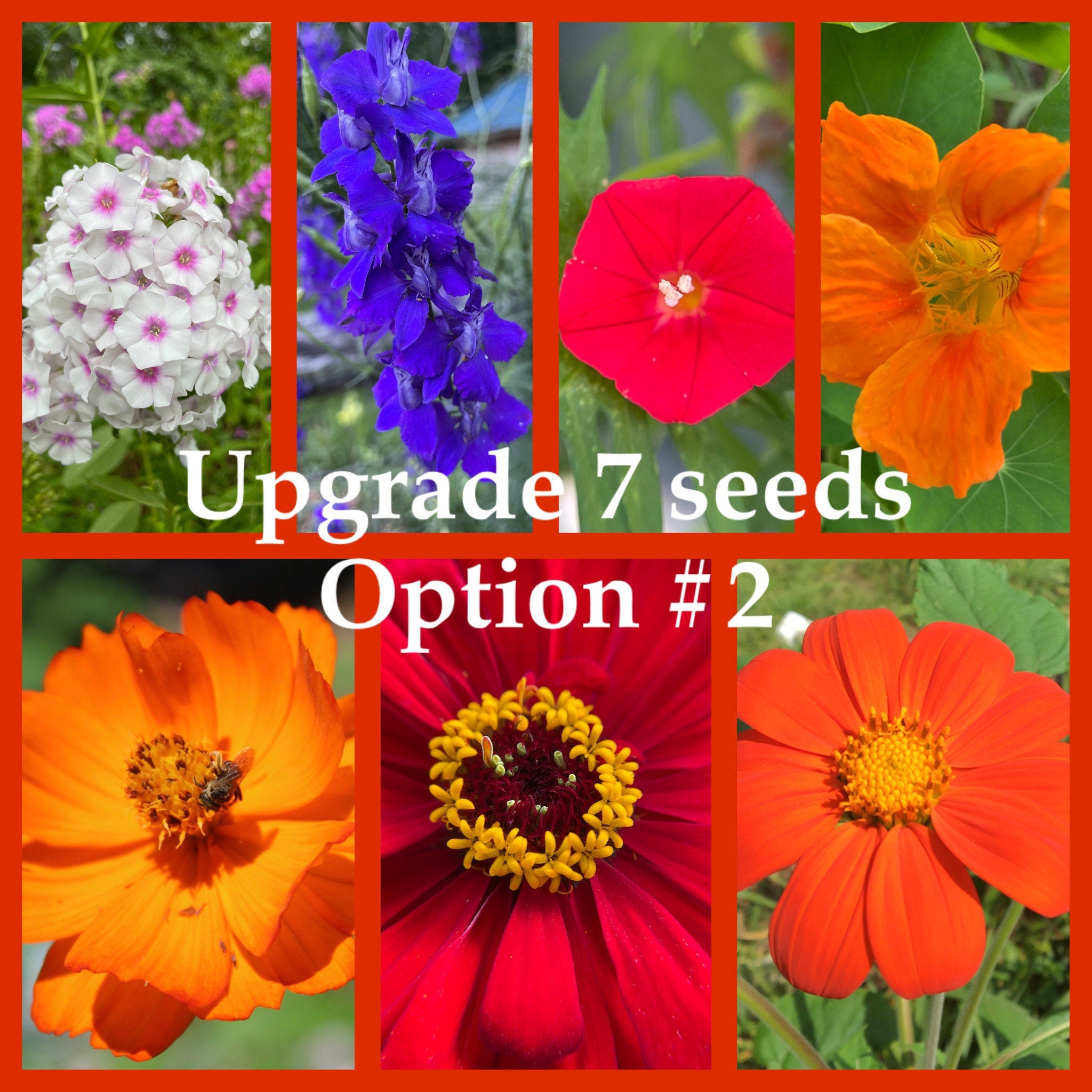 Hummingbird Flower Garden Gift Kit –  Seeds, Garden Gloves, & Tools