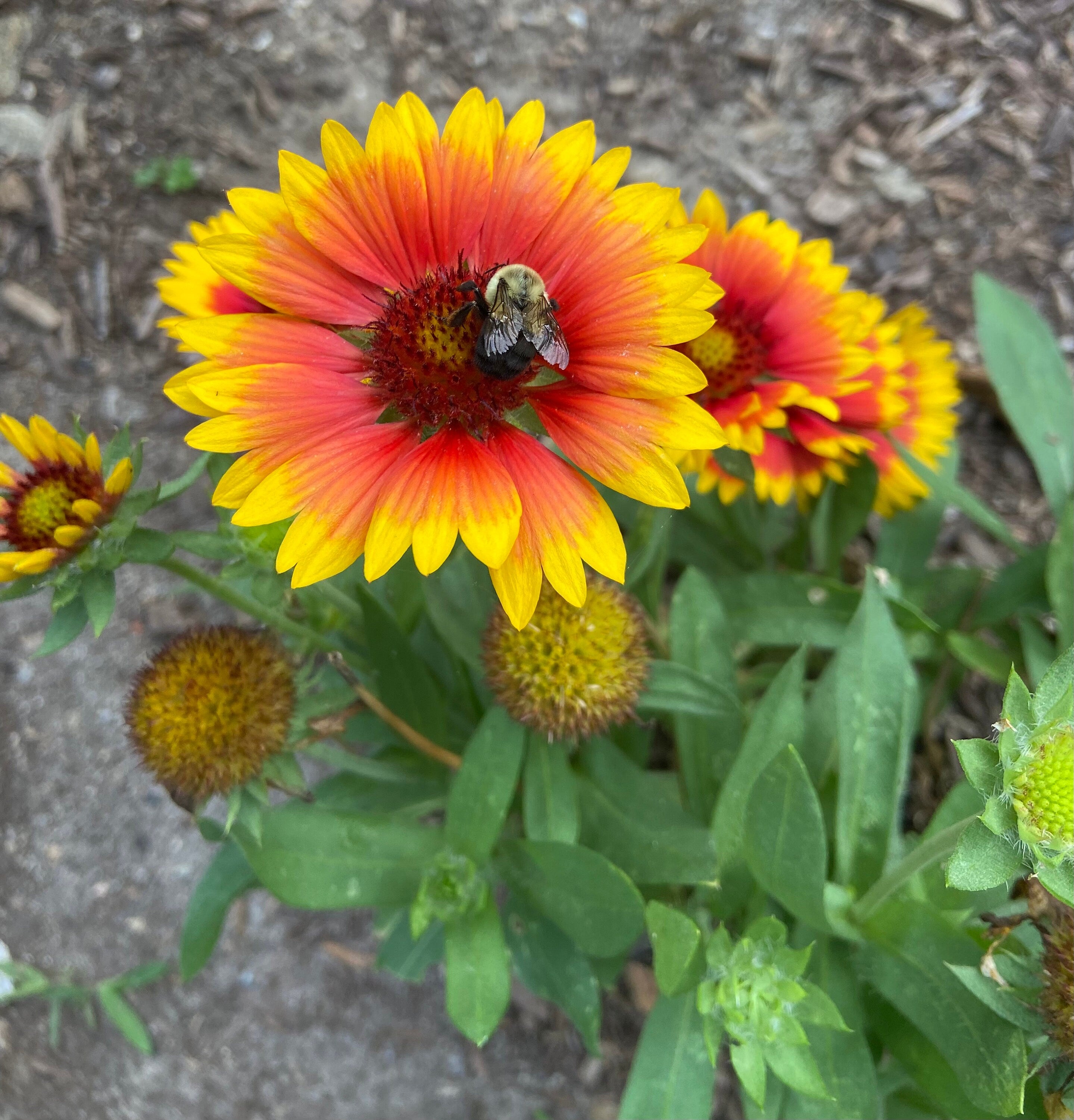 Flower Seed Kit for Bees – Garden Gift Set with Tools & Gloves