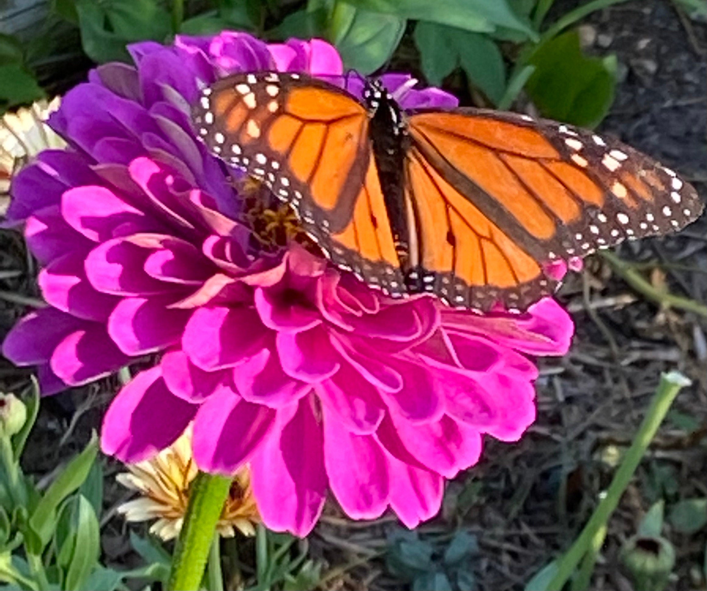 Butterfly Garden Seed Kit – Zinnia, Sunflower & Cosmos Seeds