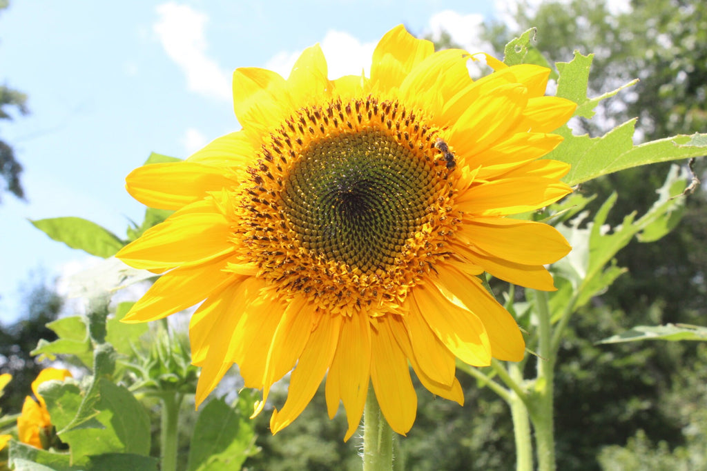 Rainbow Garden Seed Kit – Pollinator-Friendly Flower Seeds for Bees & Butterflies